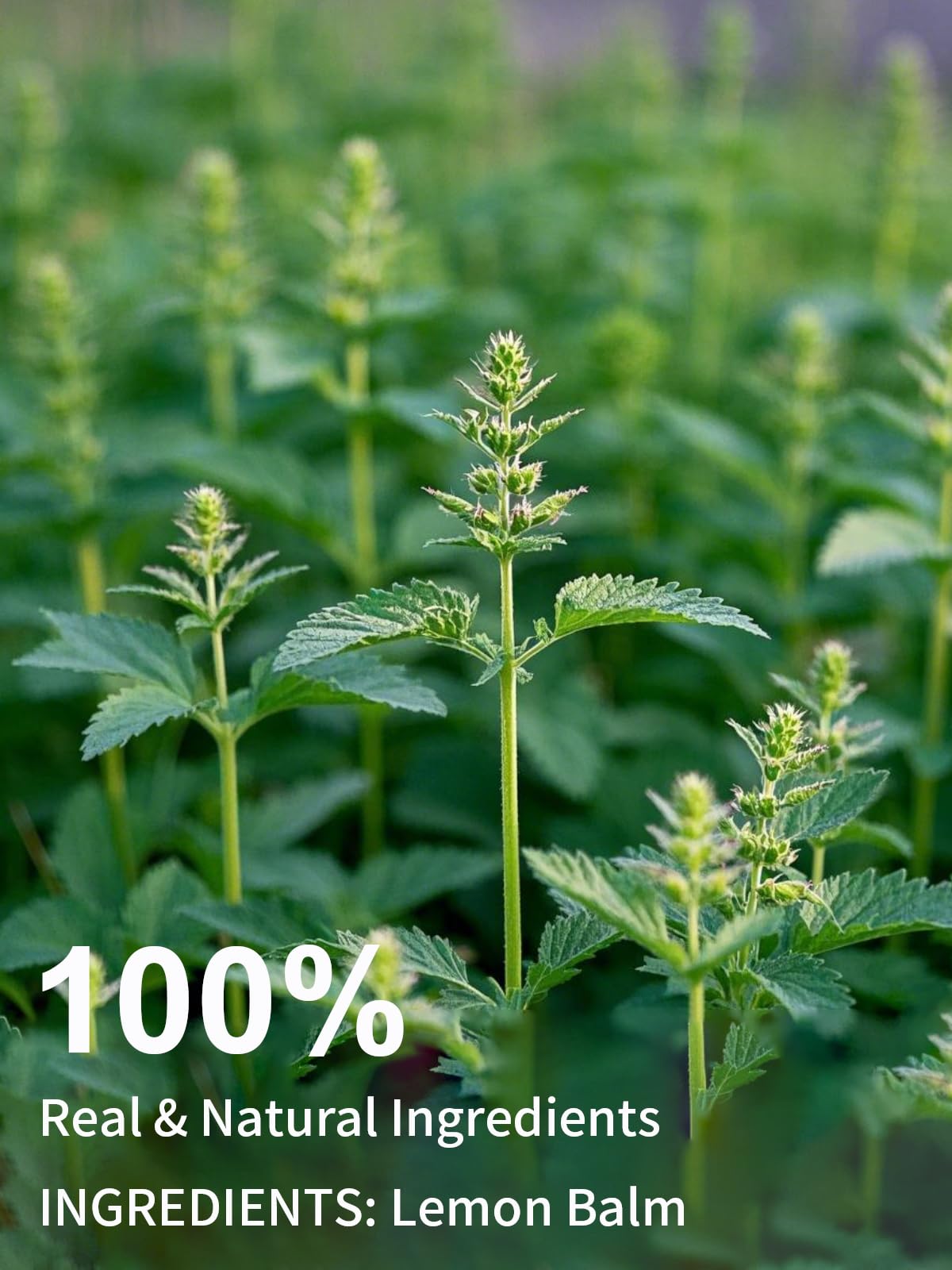 Steeping TeeLux Lemon Balm Tea releases bright lemon aroma and mint notes.