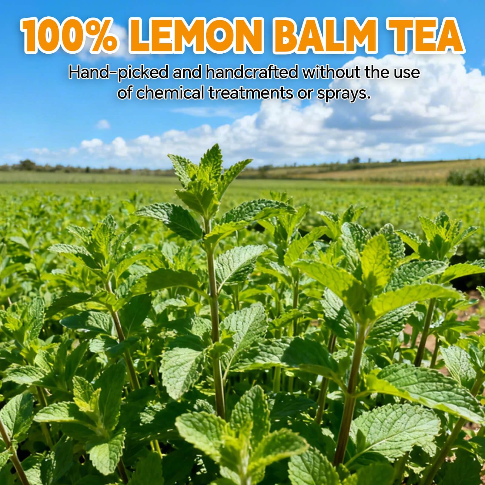 Tenyxarae lemon balm tea cup steaming offers caffeine-free relaxation.