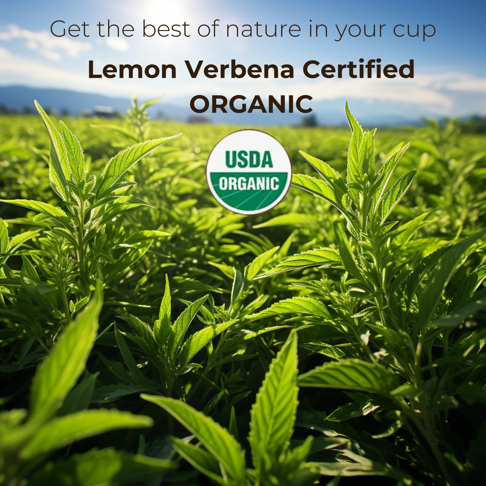 The French Touch Lemon Verbena Tea origin Egypt highlights sustainable sourcing and authentic flavor.