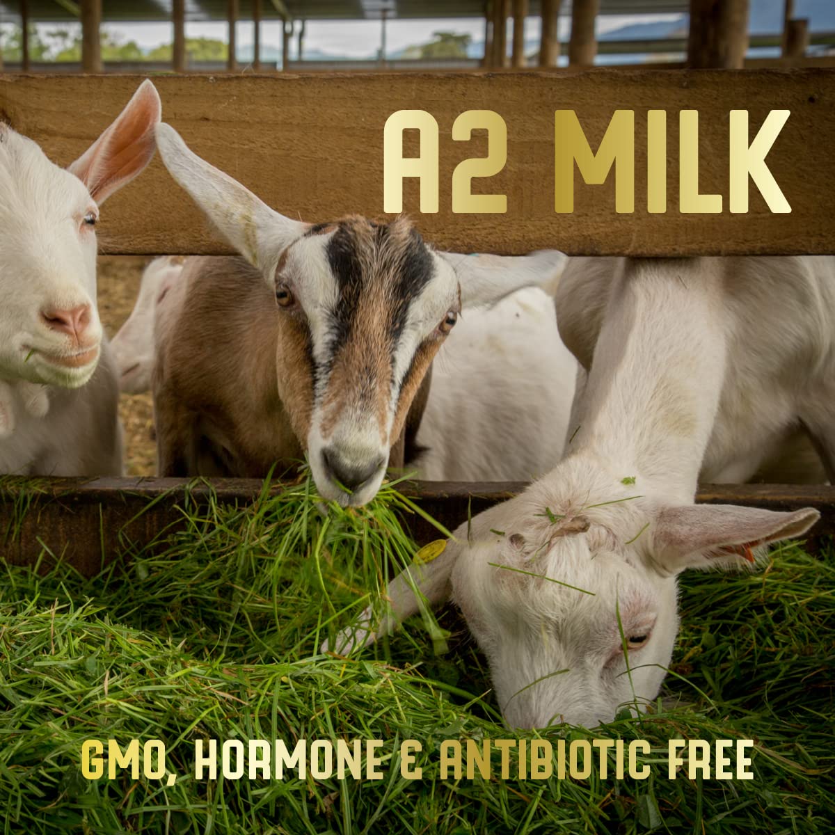 Fresh-cut pasture plants delivered to goats support natural nutrition