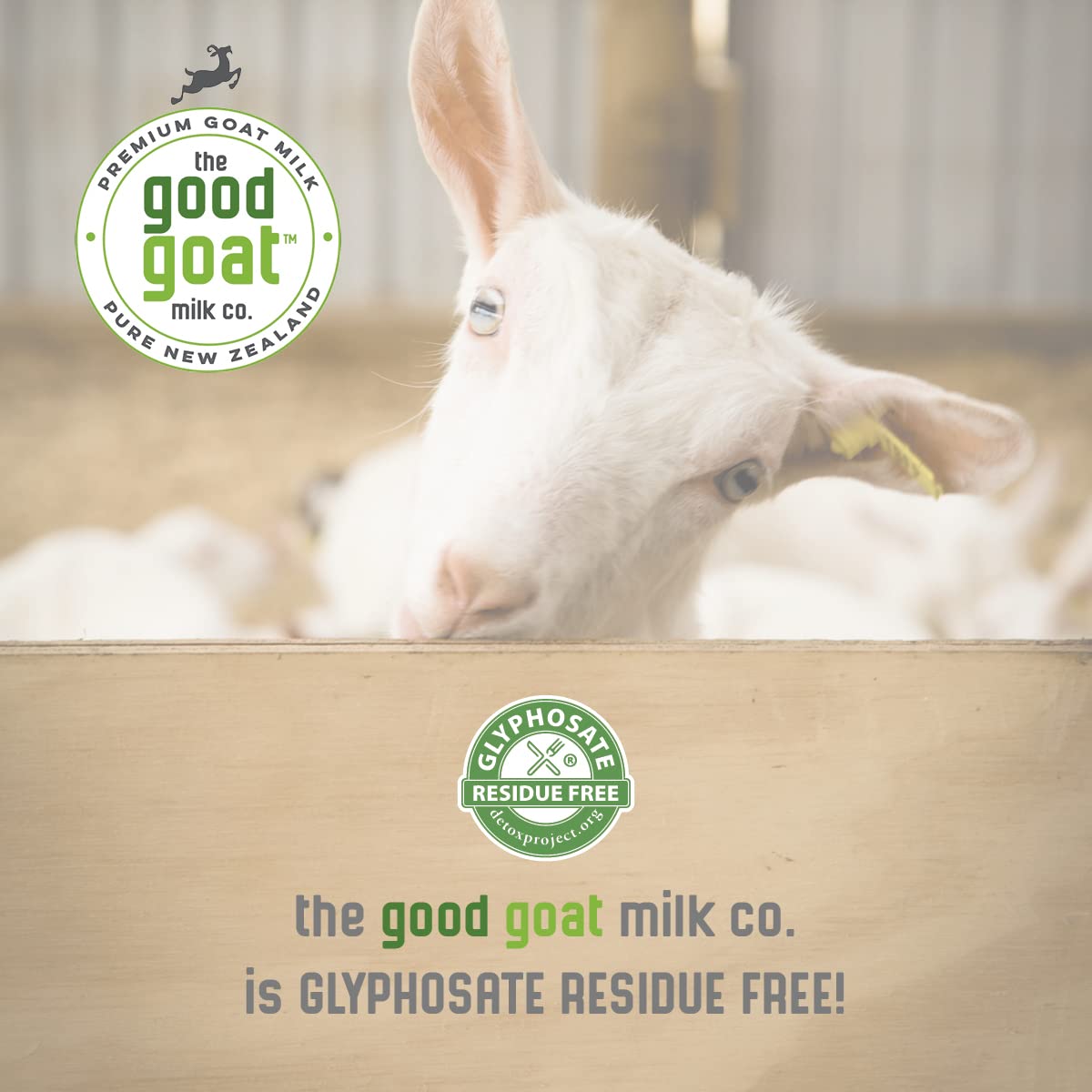 Goat milk powder prepared as beverage, easy to mix and enjoy