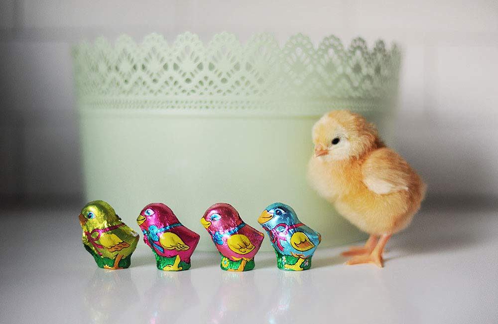 The Madelaine Company Madelaine bite-sized milk chocolate chicks for gifting