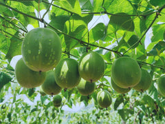 The Mix Superfoods Monk Fruit Pure coffee add bright, sugar-free flavor to morning brew.