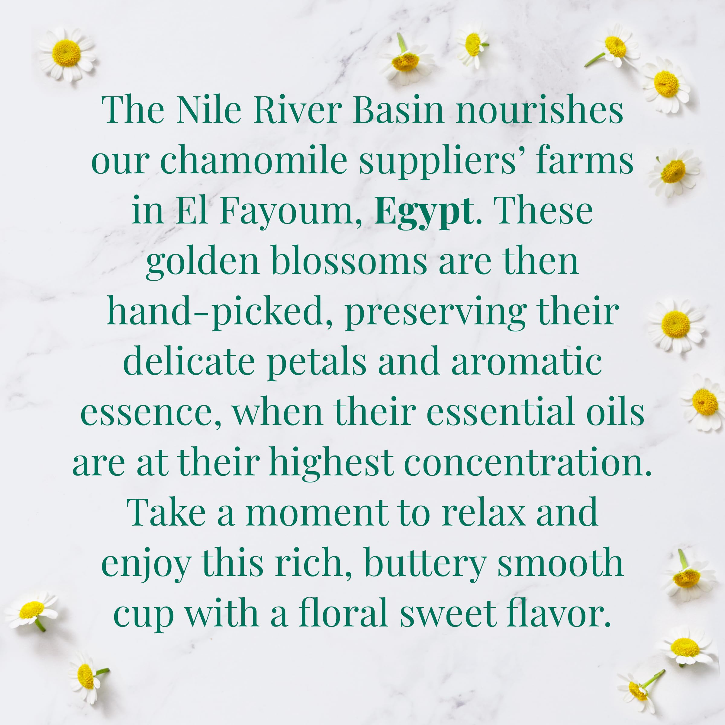 A brewed cup of chamomile from The Republic of Tea for a calming moment