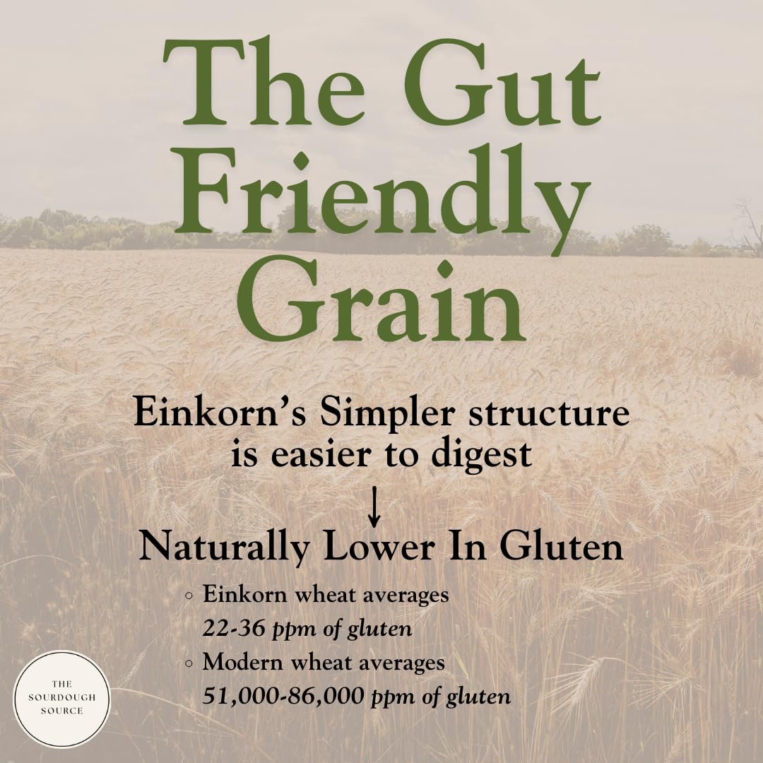 The Sourdough Source einkorn starter activation guide visual for beginners