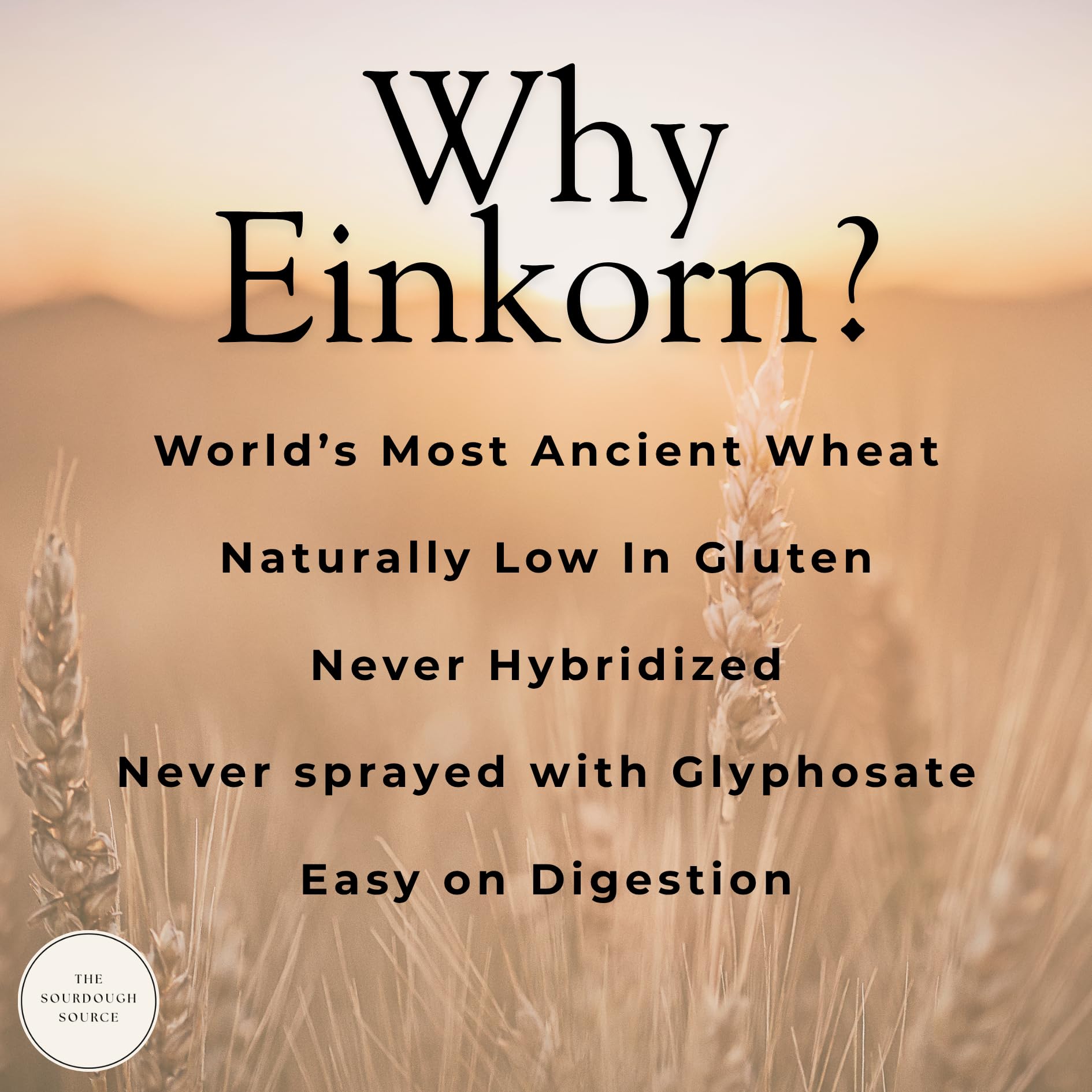The Sourdough Source pancake batter with einkorn starter for versatile breakfasts