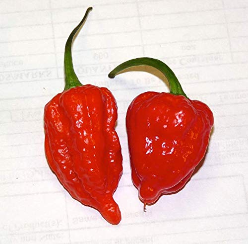 The Spice Lab Ghost Pepper Salt being sprinkled on food for heat.