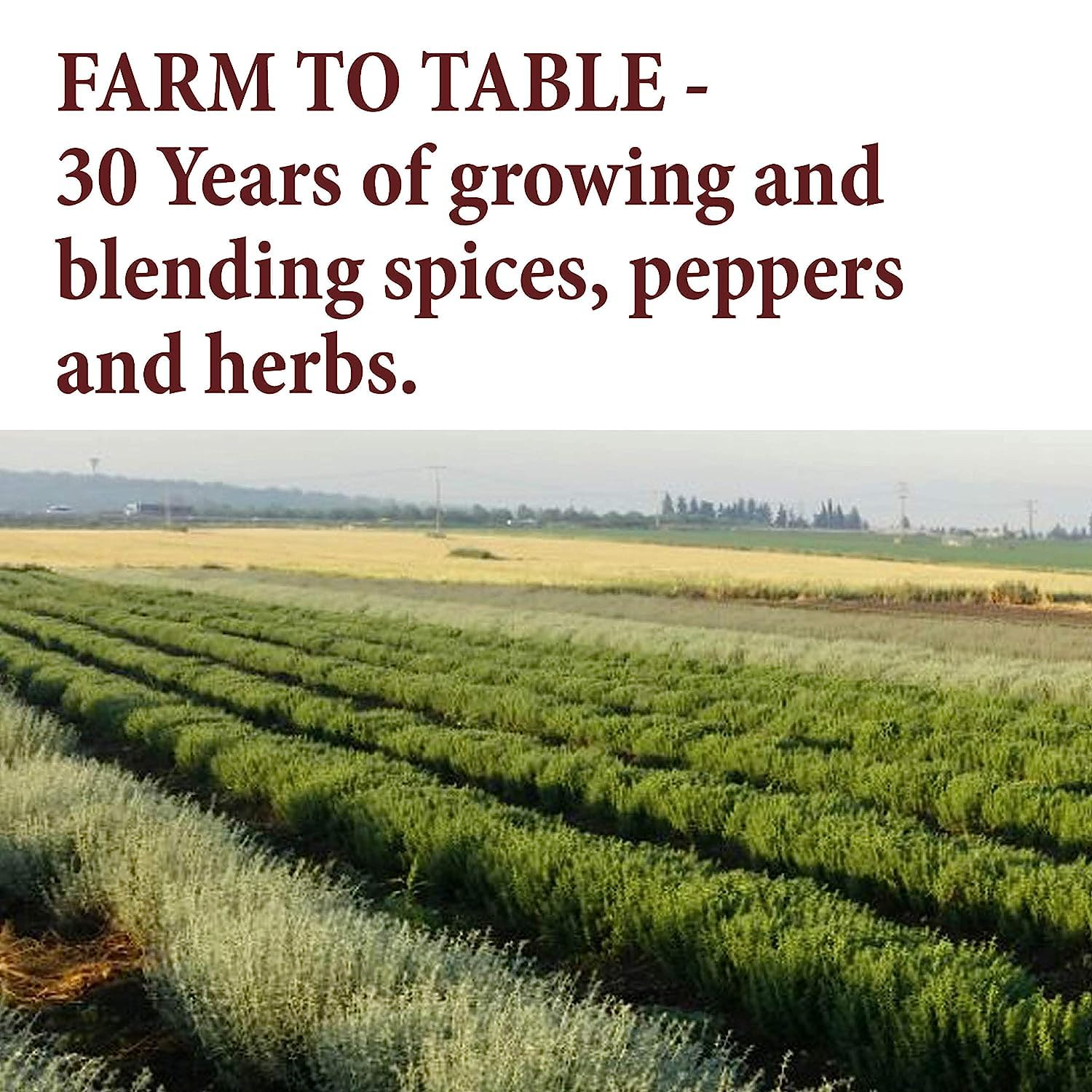 The Spice Way Tzatziki dip plated with grilled vegetables for healthy pairing.