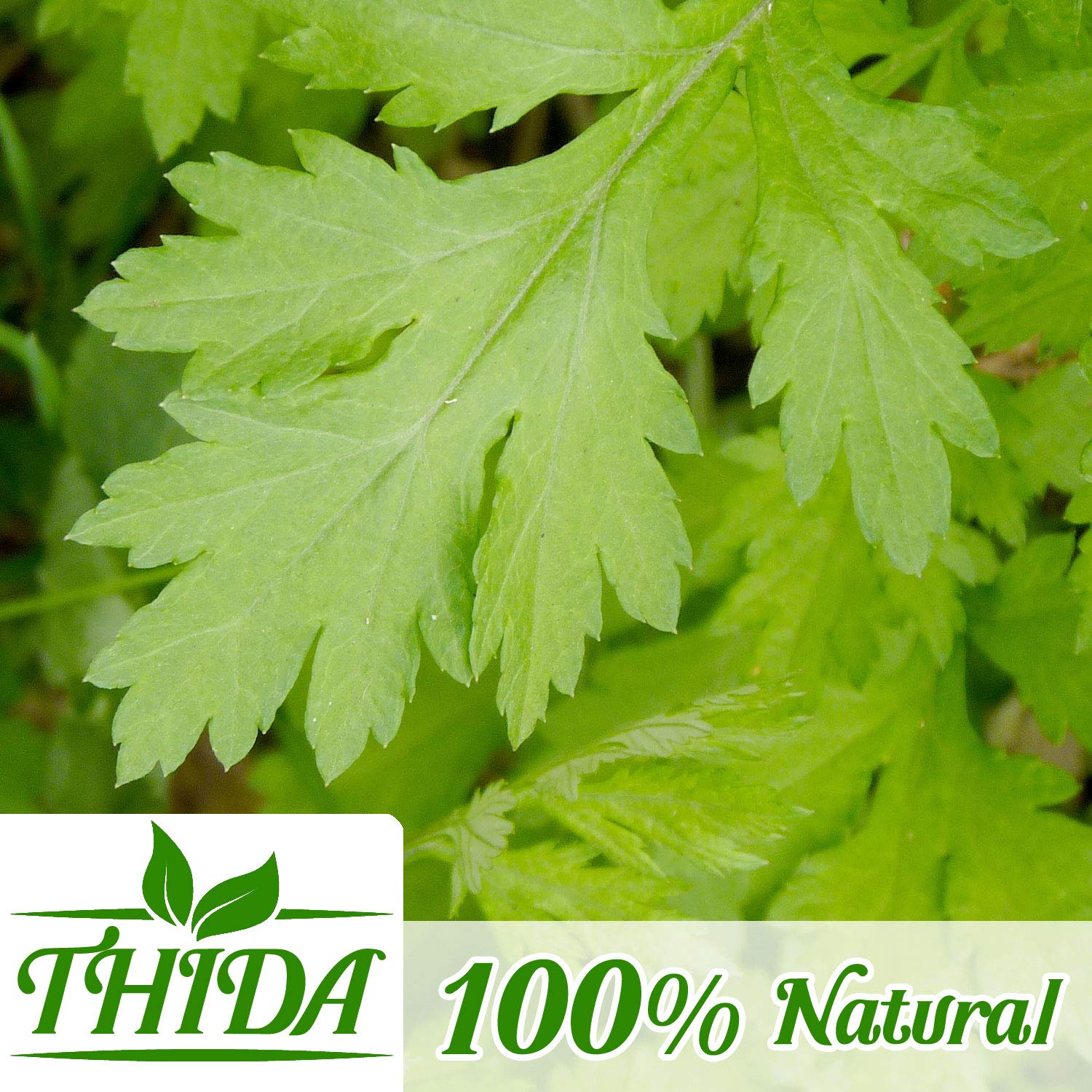 Thida Mugwort Tea leaves from Thailand showcase authentic herbal notes.