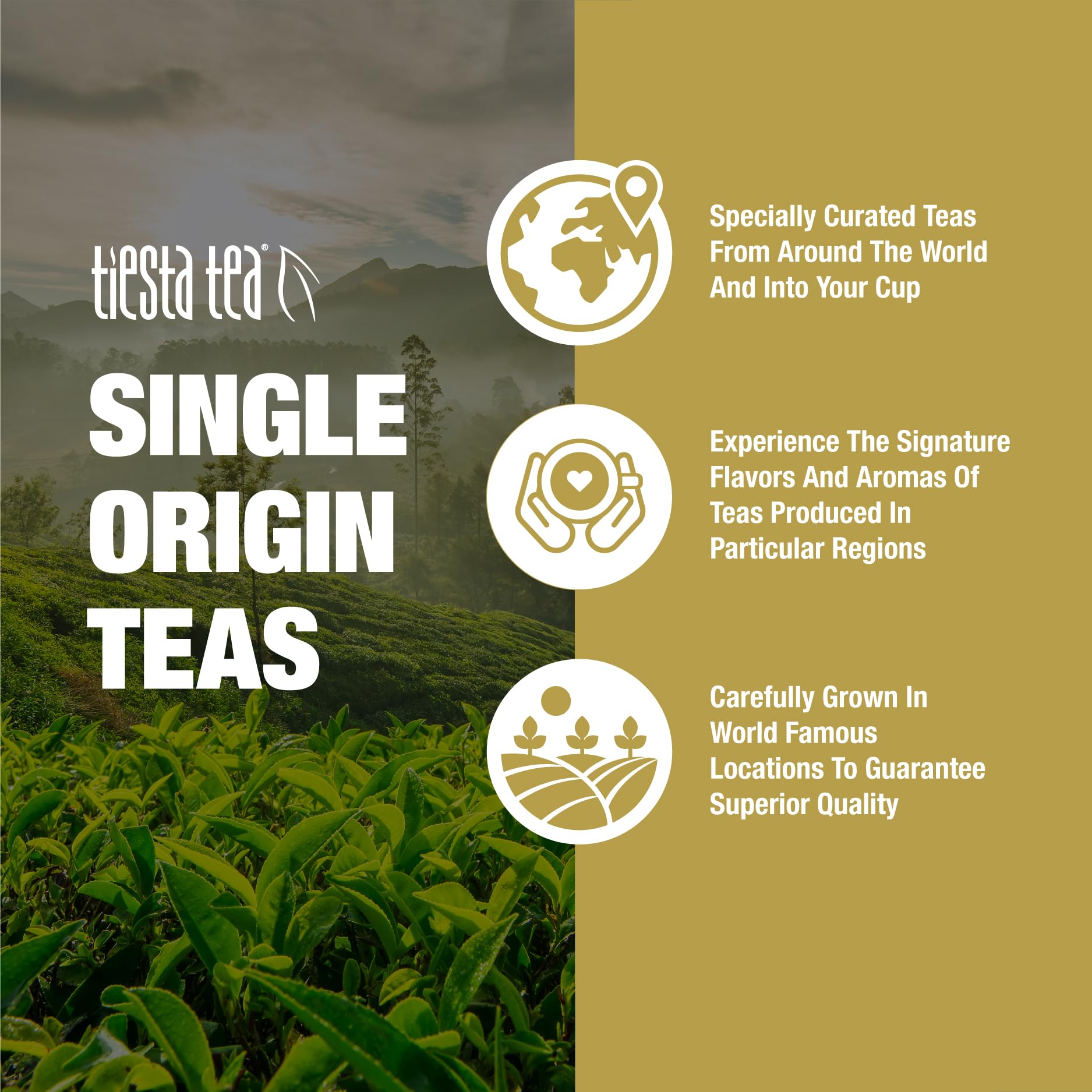Tiesta Tea Milk Oolong served hot or iced for versatility.