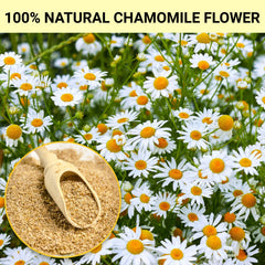 Tiucm Chamomile Tea Bags sun-dried flowers ready to brew a soothing cup.