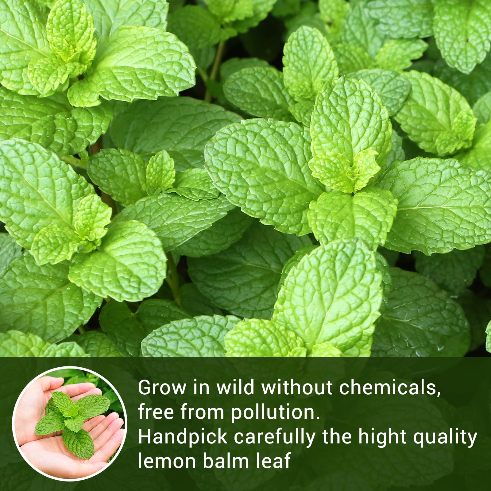 Tiucm Lemon Balm Tea corn-fiber packaging underlines eco-friendly single-serve design.