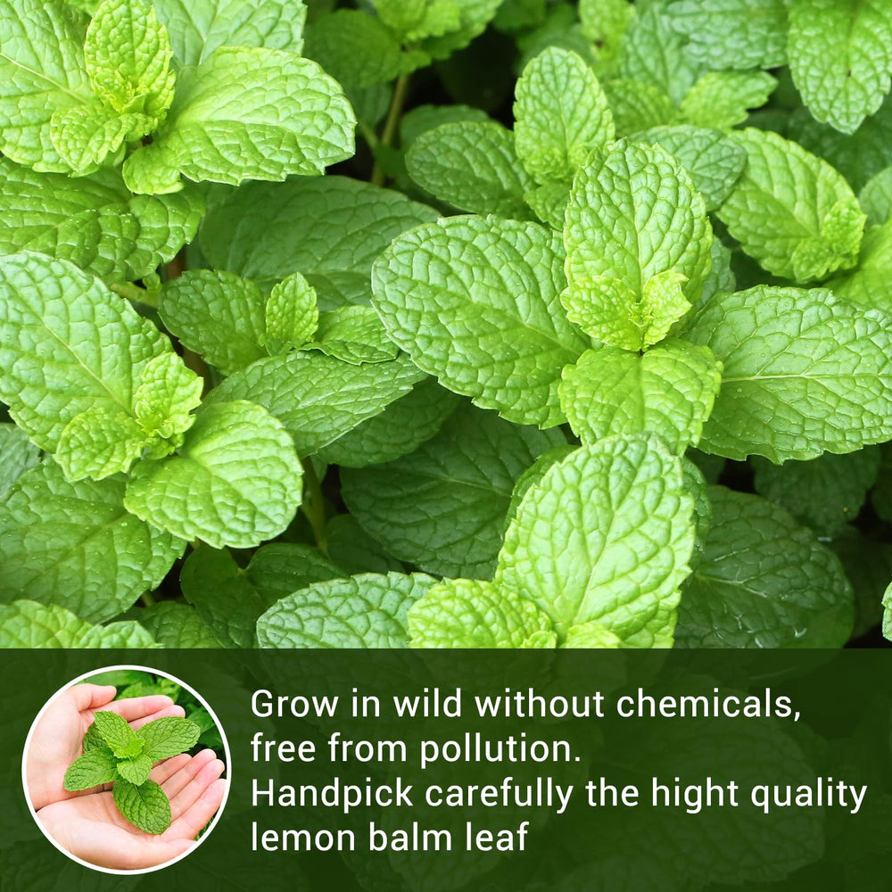 Tiucm Lemon Balm Tea corn-fiber packaging underlines eco-friendly single-serve design.