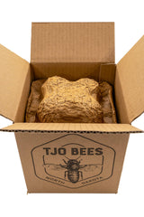 TJO Bees honey in kitchen scene signals staple pantry item