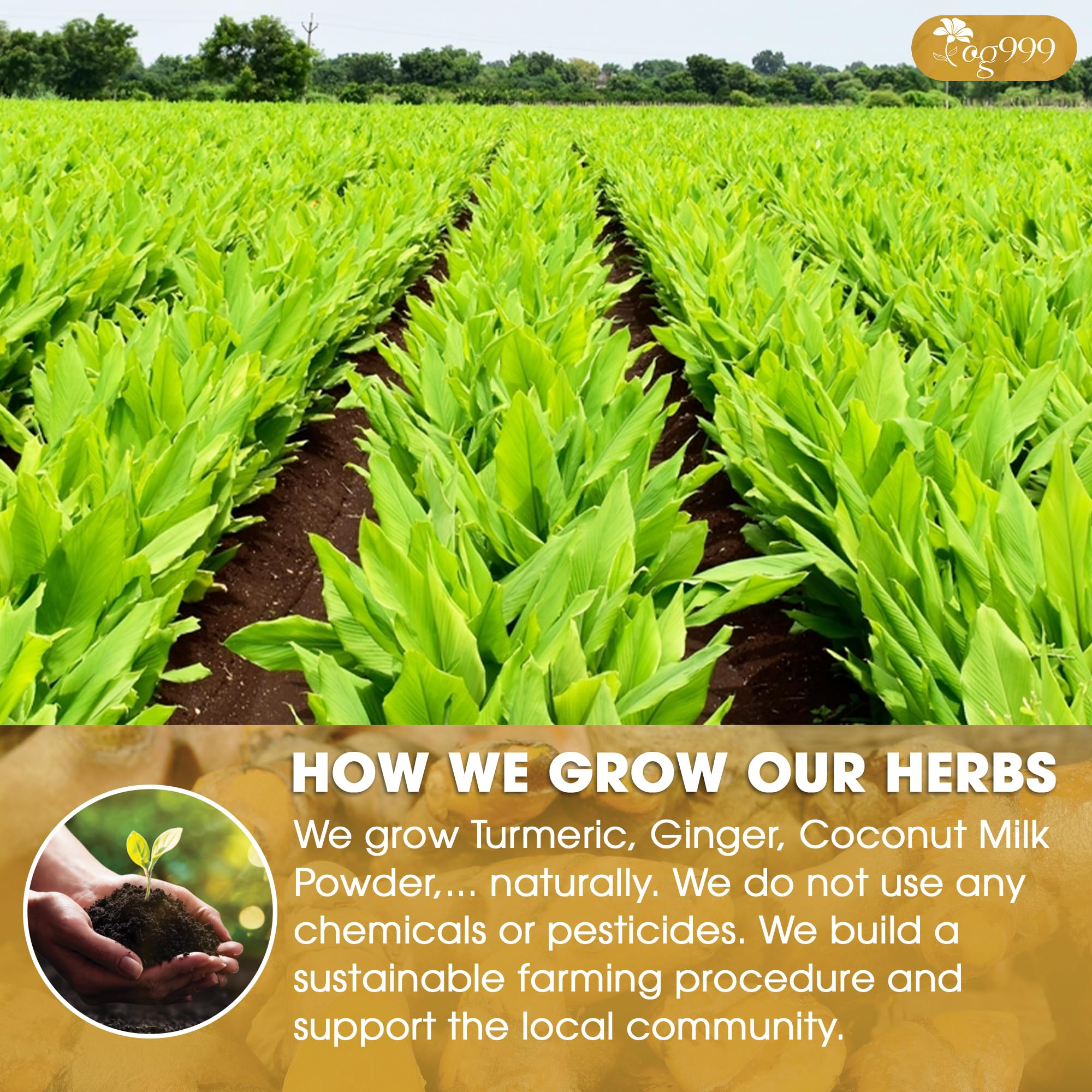 TOG999 Golden Milk Powder boosts smoothies with turmeric warmth and aroma