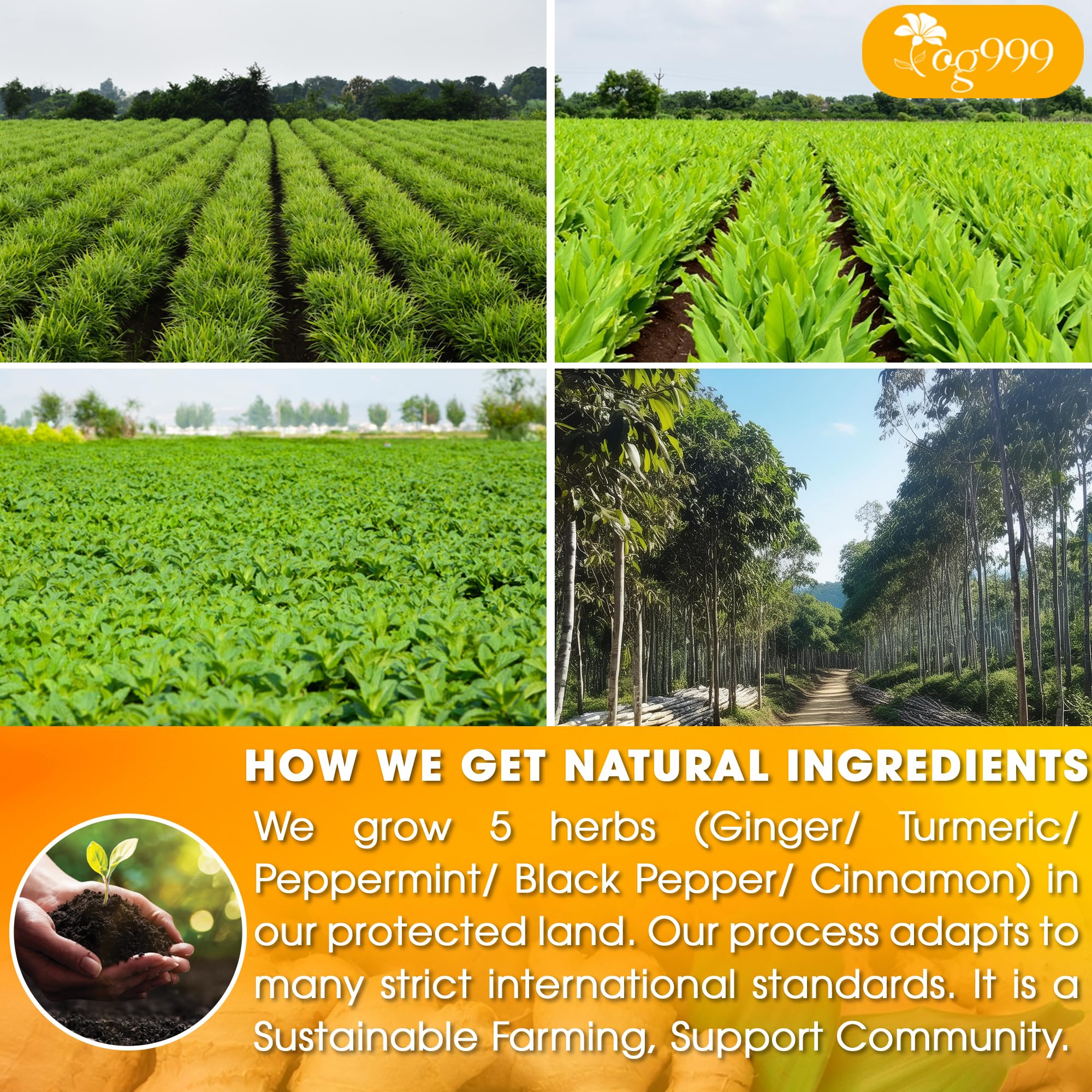 TOG999 Handmade processing scene with sun-dried herbs signaling quality.
