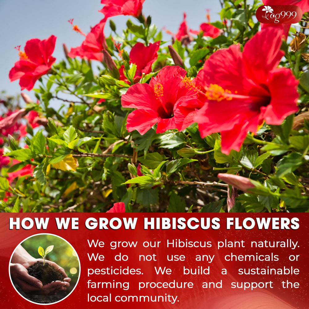 TOG999 hibiscus color-rich infusion for cocktails and recipes
