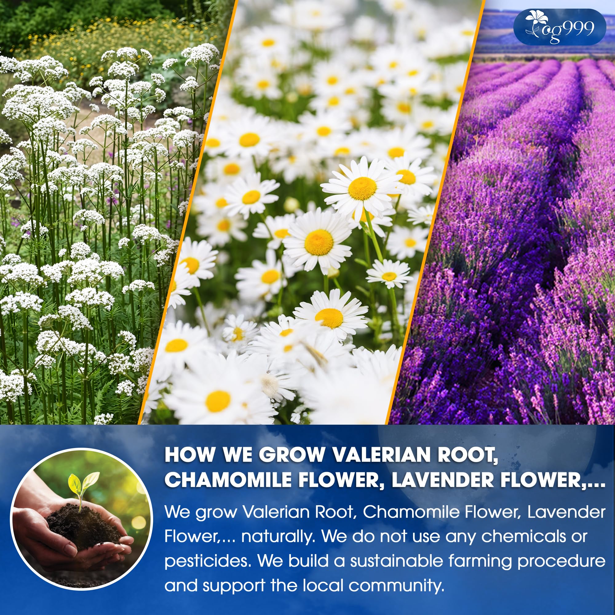 TOG999 Valerian Dream Tea Bags infusion closeup captures floral notes and gentle flavor.