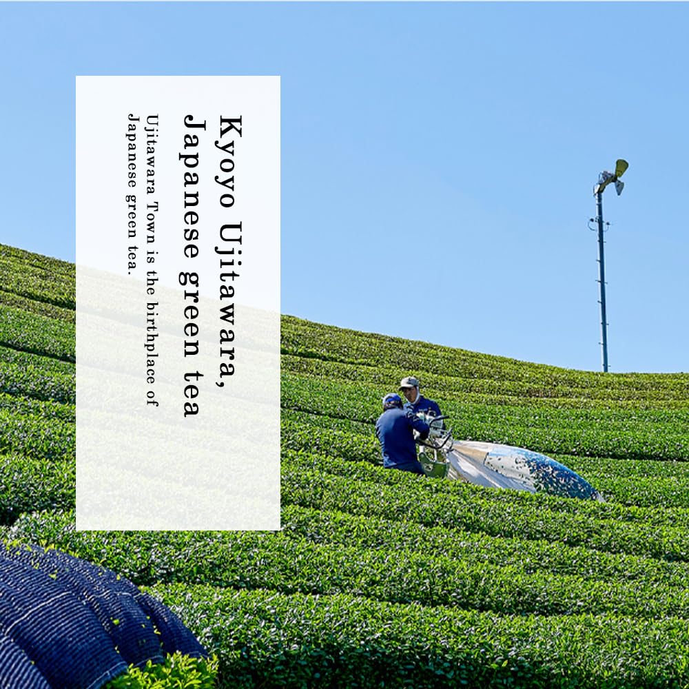 Tomosan Hojicha loose leaf reveals roasted aroma and low caffeine flavor