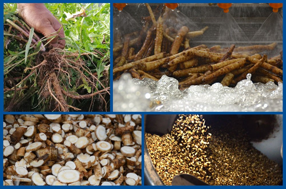TooGet hand-picked dandelion root selection for a pure loose tea base