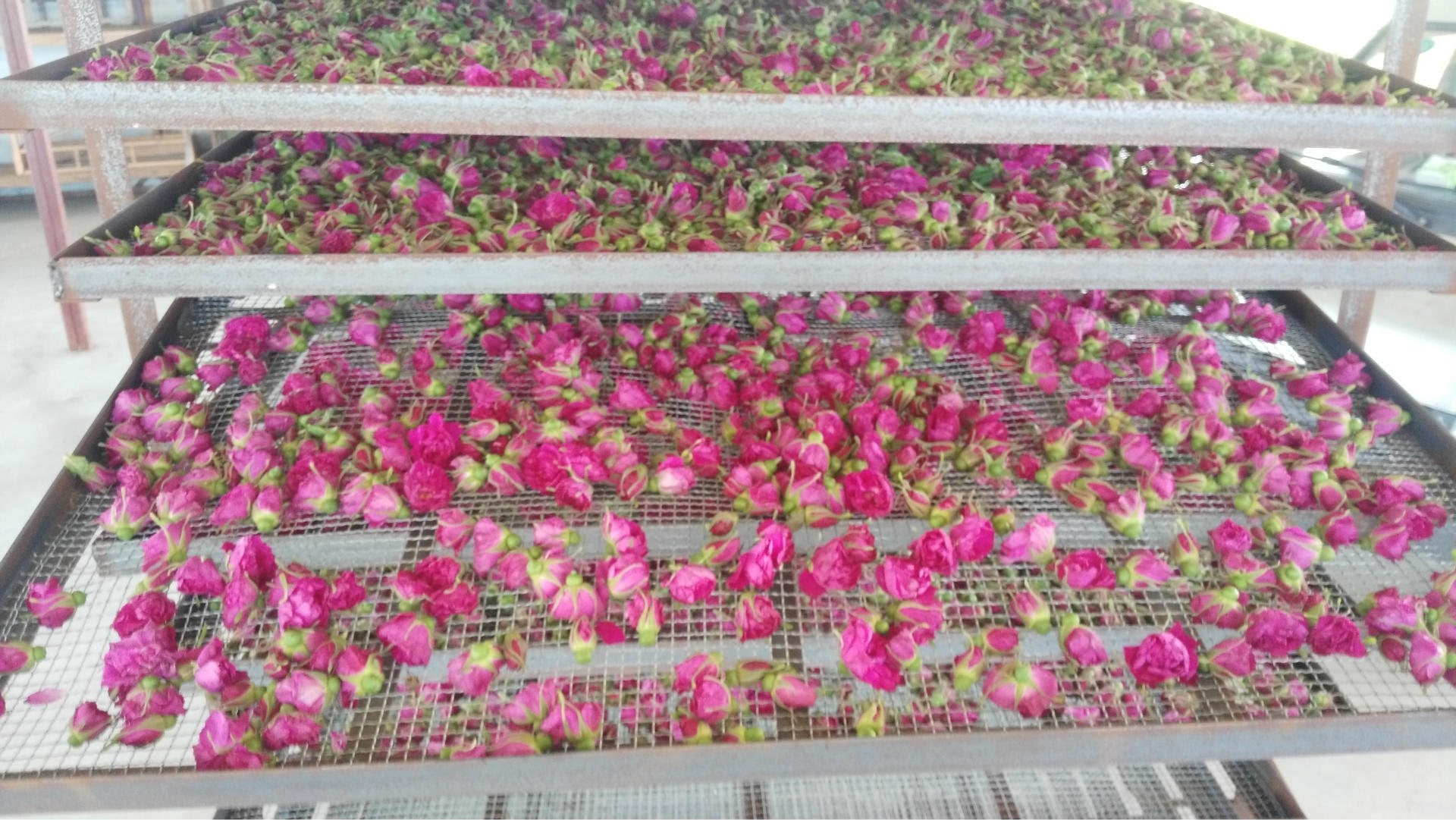 TooGet hand-picked rose buds, premium dried petals for crafts.