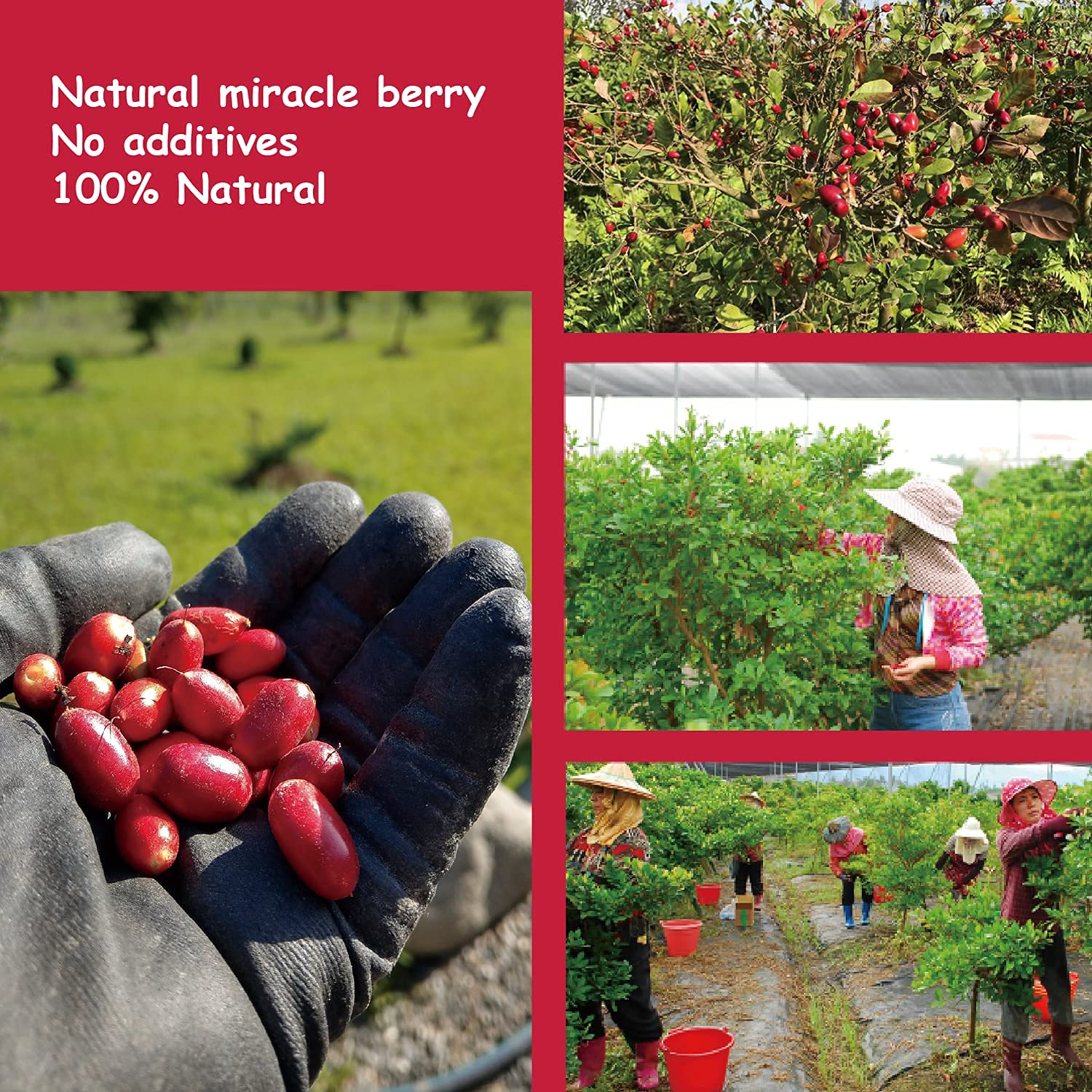 Assorted freeze-dried fruits with Ohh! Berry Miracle Berry ready to taste