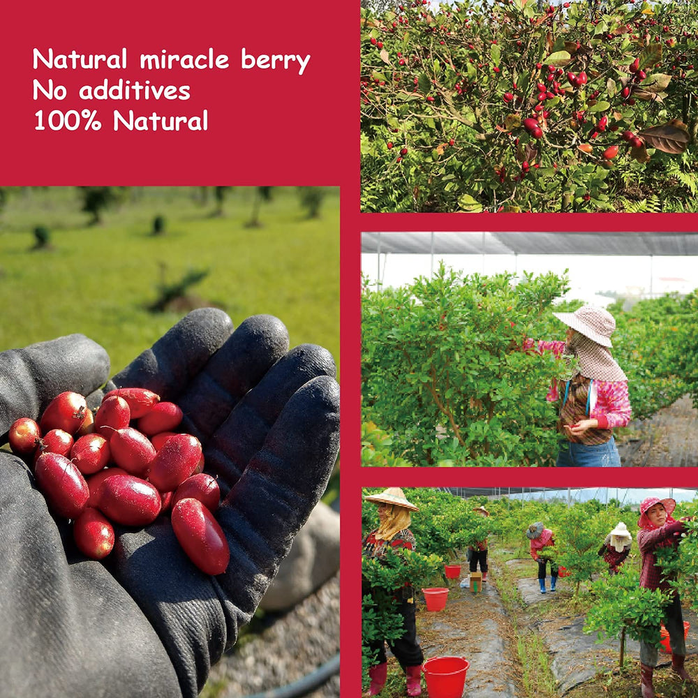 Assorted freeze-dried fruits with Ohh! Berry Miracle Berry ready to taste