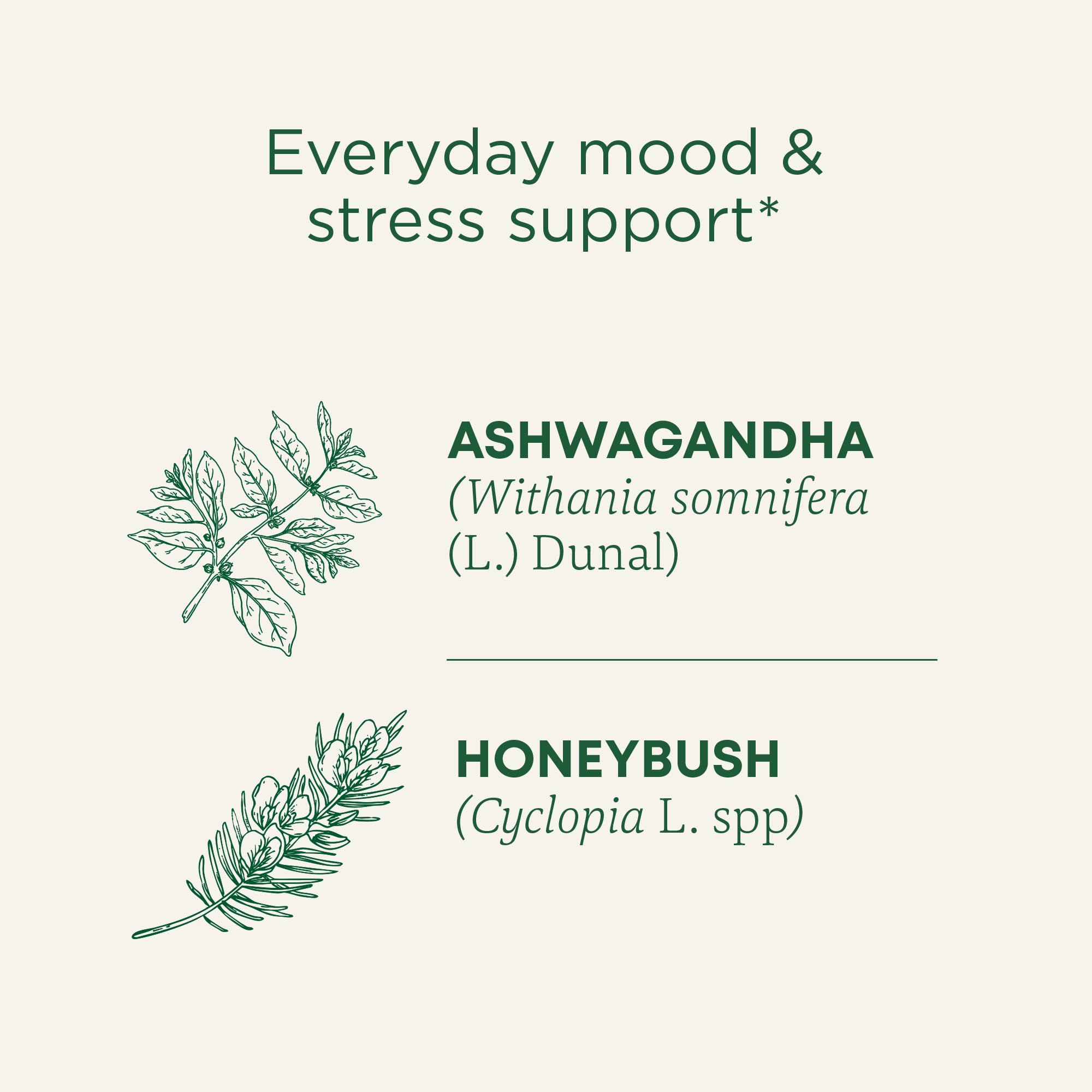 Close-up of ashwagandha, honeybush, and rose blend showing adaptogenic balance