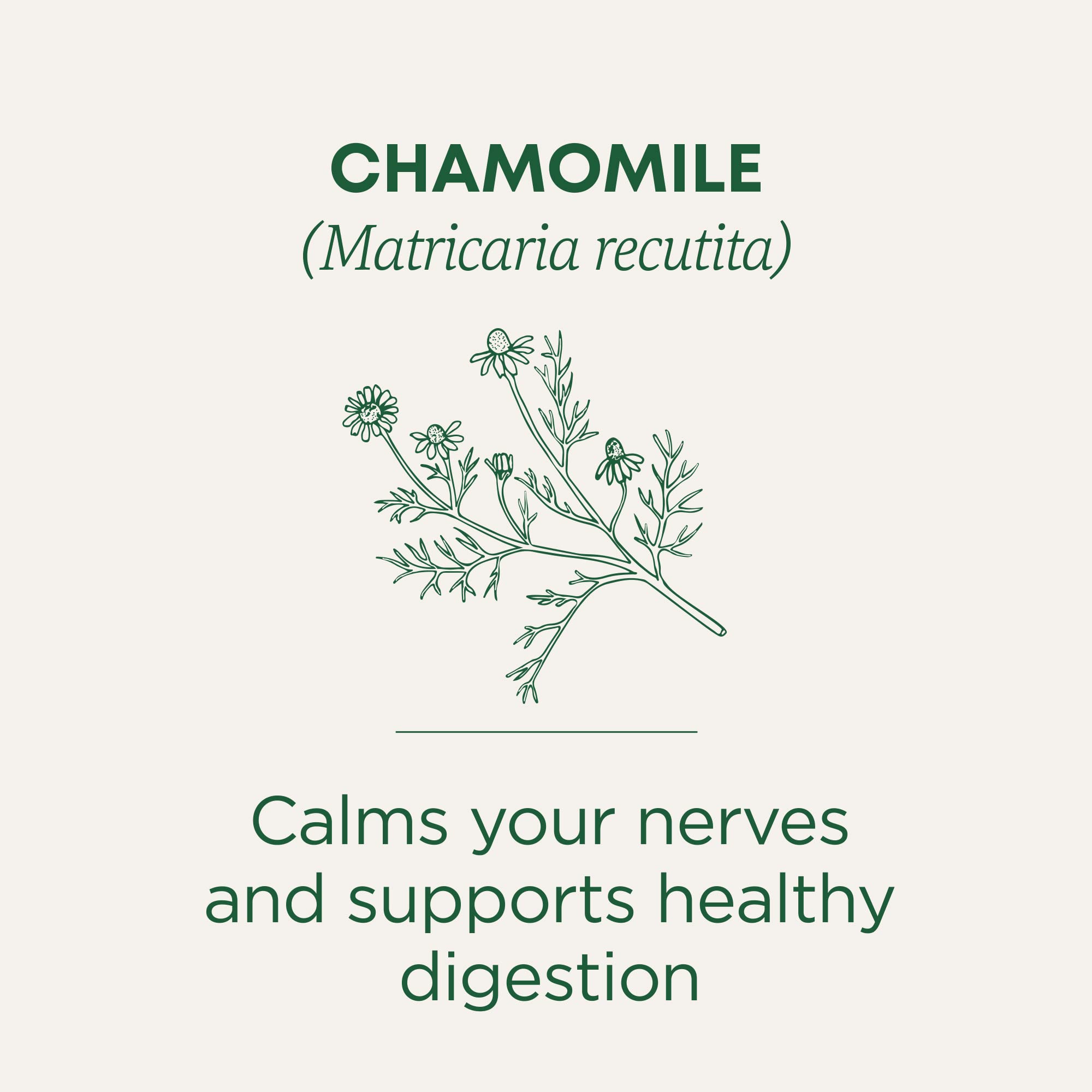 Traditional Medicinals chamomile flowers close-up highlighting aroma and potency.