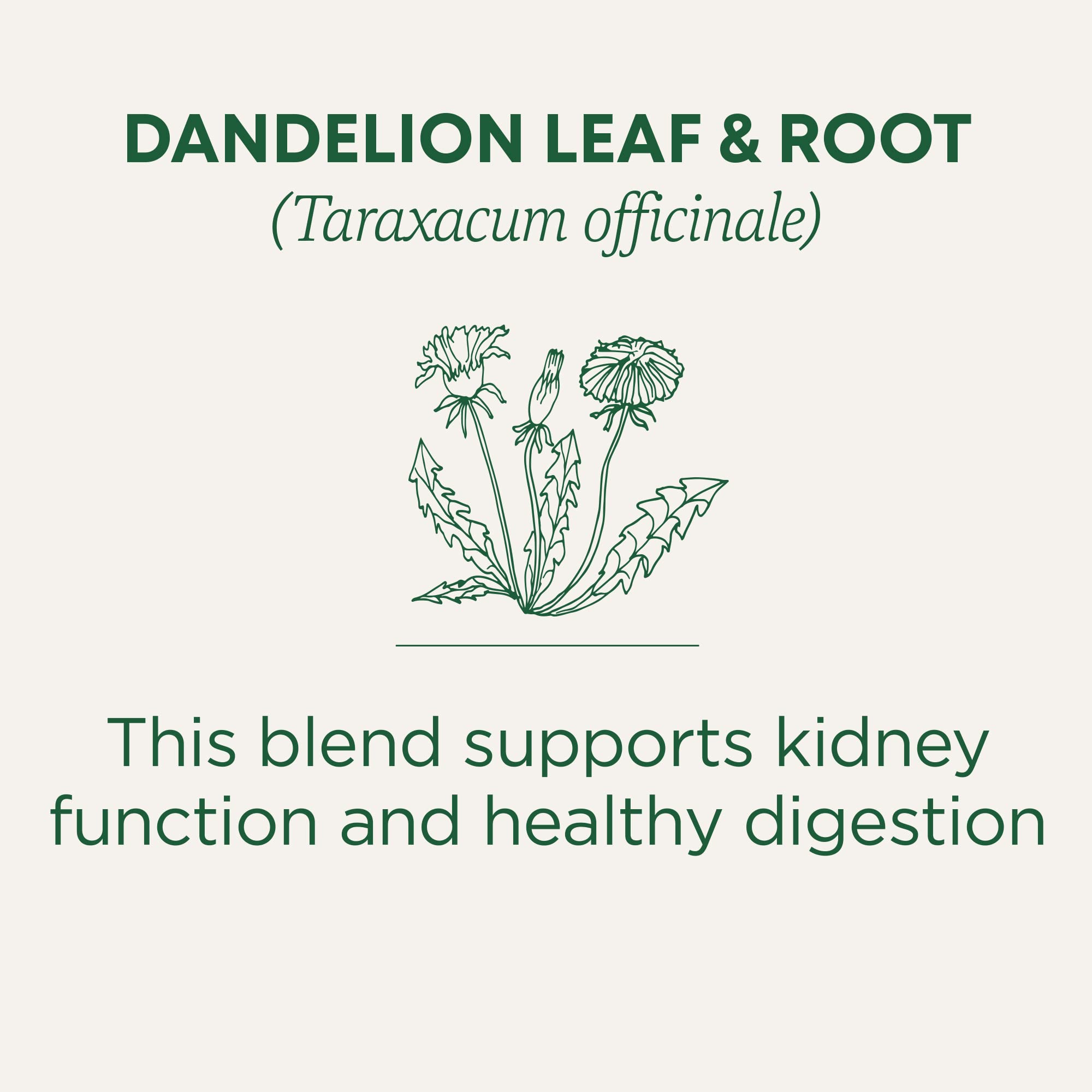 Traditional Medicinals dandelion leaf-root tea bags ready for a caffeine-free ritual