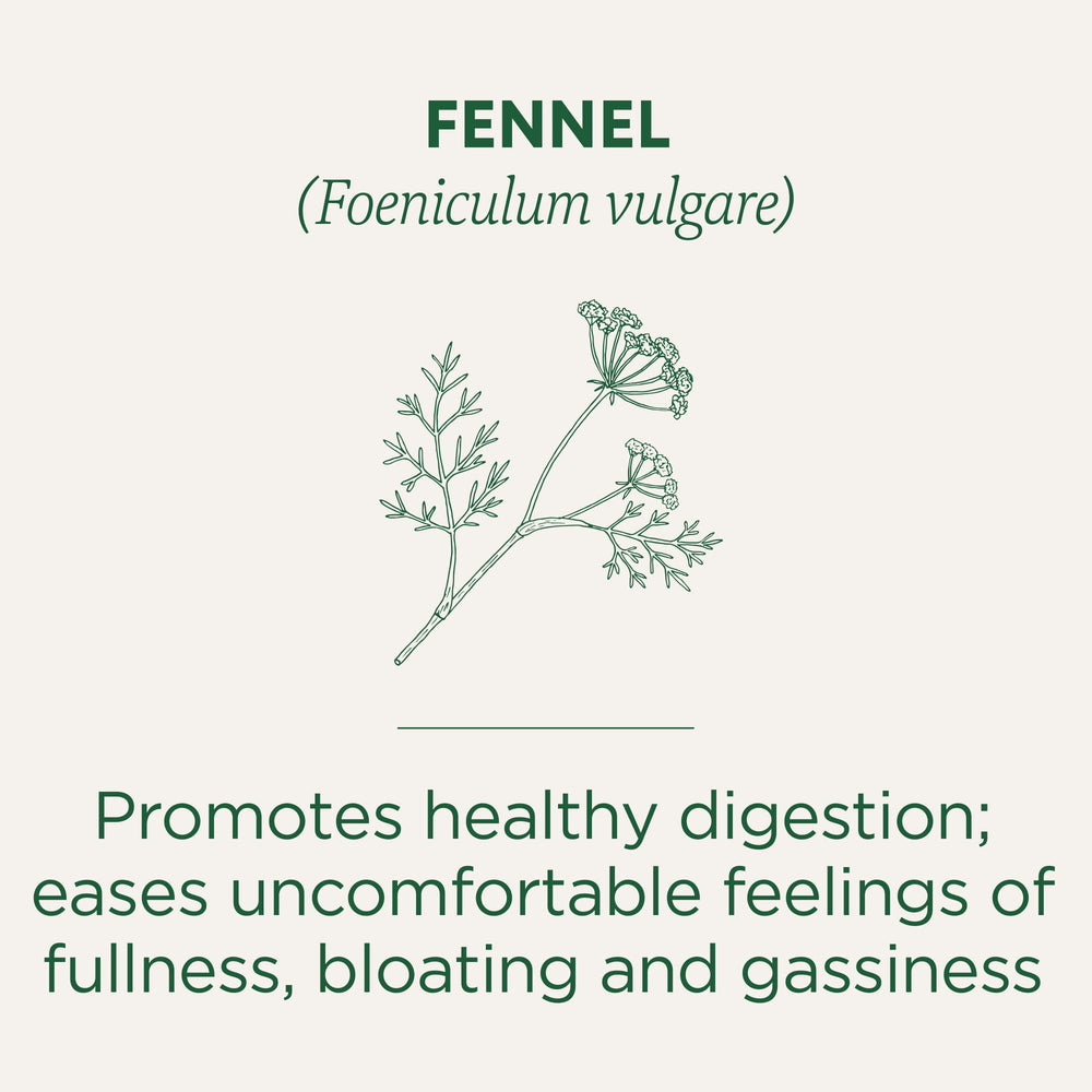 Traditional Medicinals fennel tea bag in cup steeps for a gentle, comforting sip.
