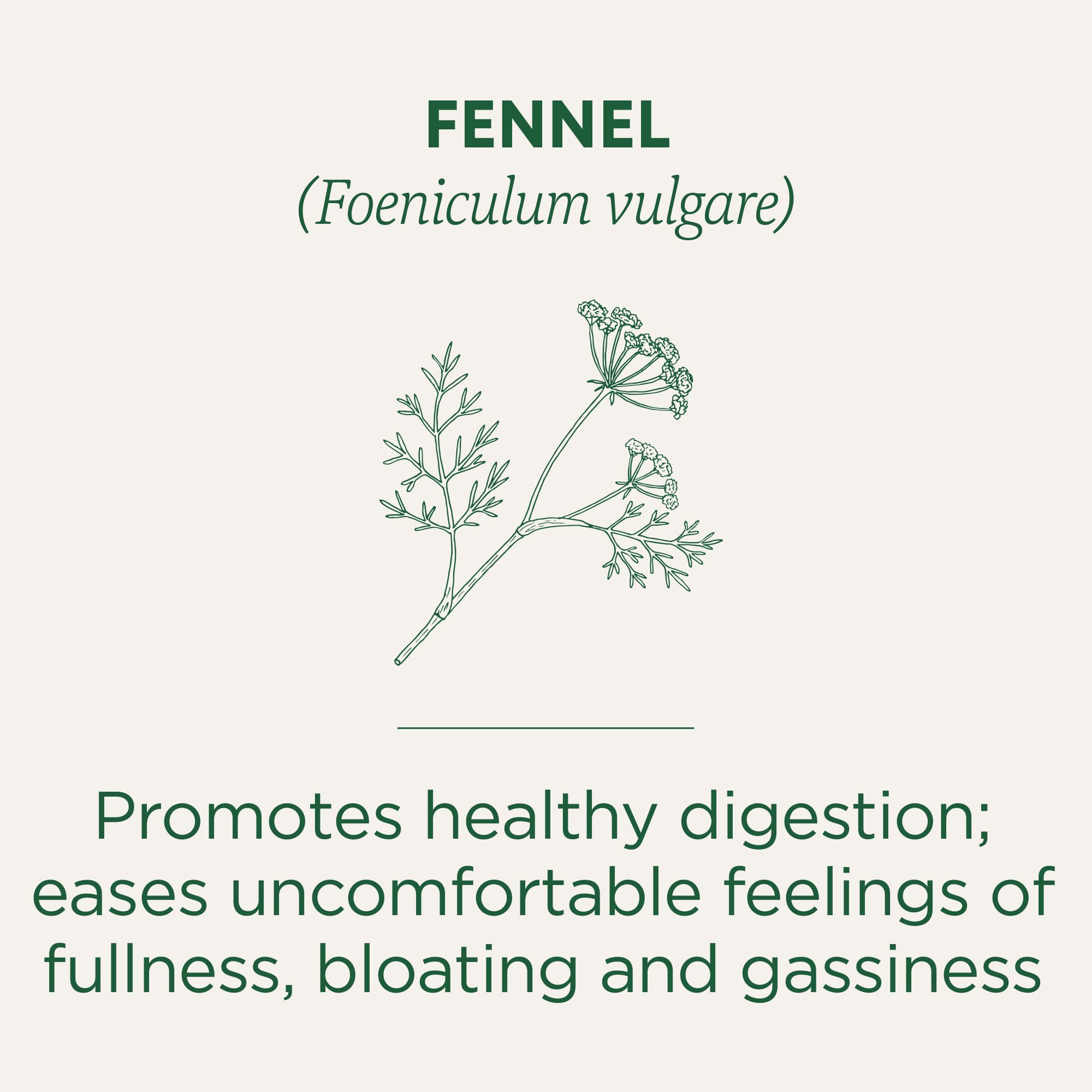 Steeping Traditional Medicinals fennel tea in a cup releasing a sweet, calming aroma.