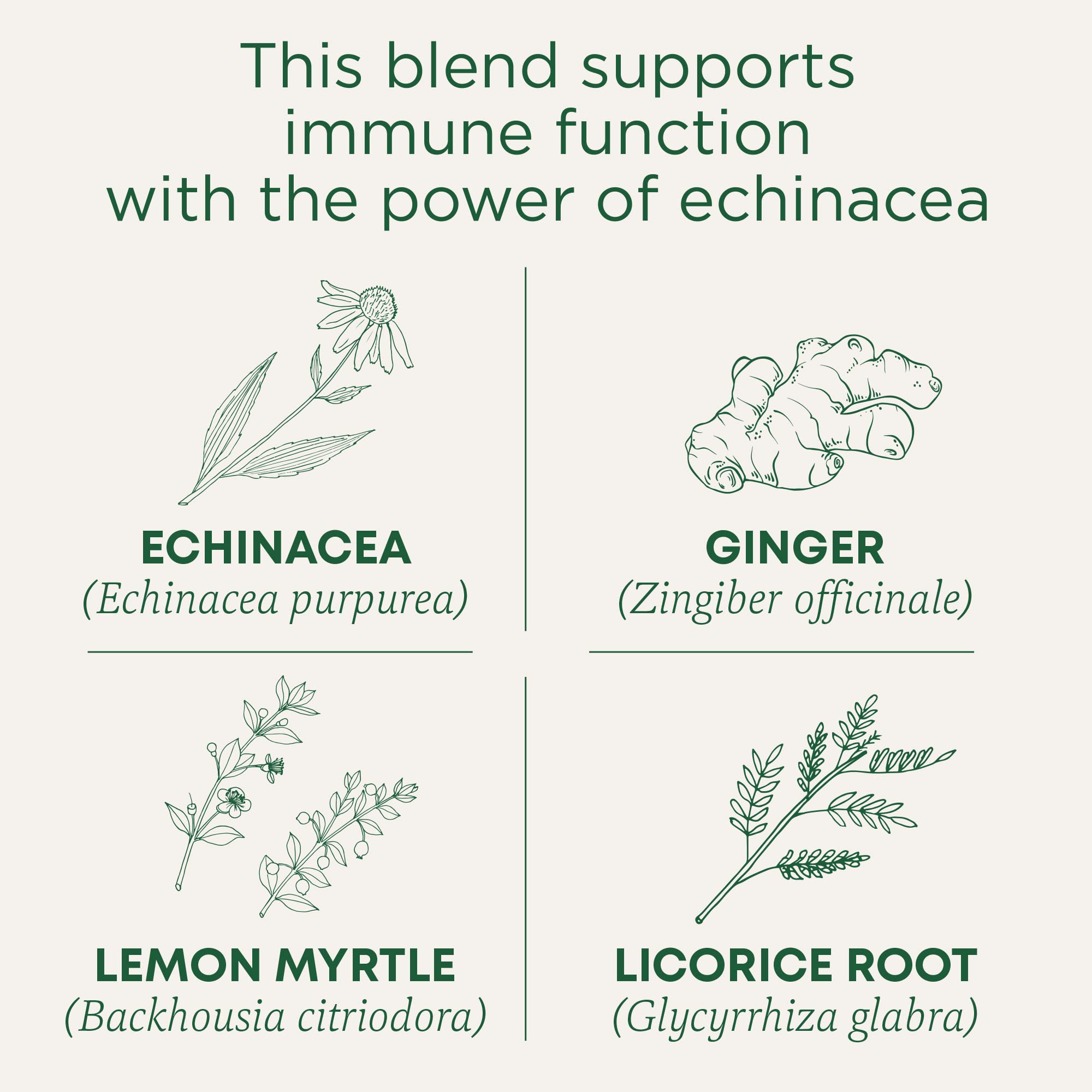 Traditional Medicinals Immune Zoom Lemon Ginger Tea cup steeping for a bright, aromatic infusion.