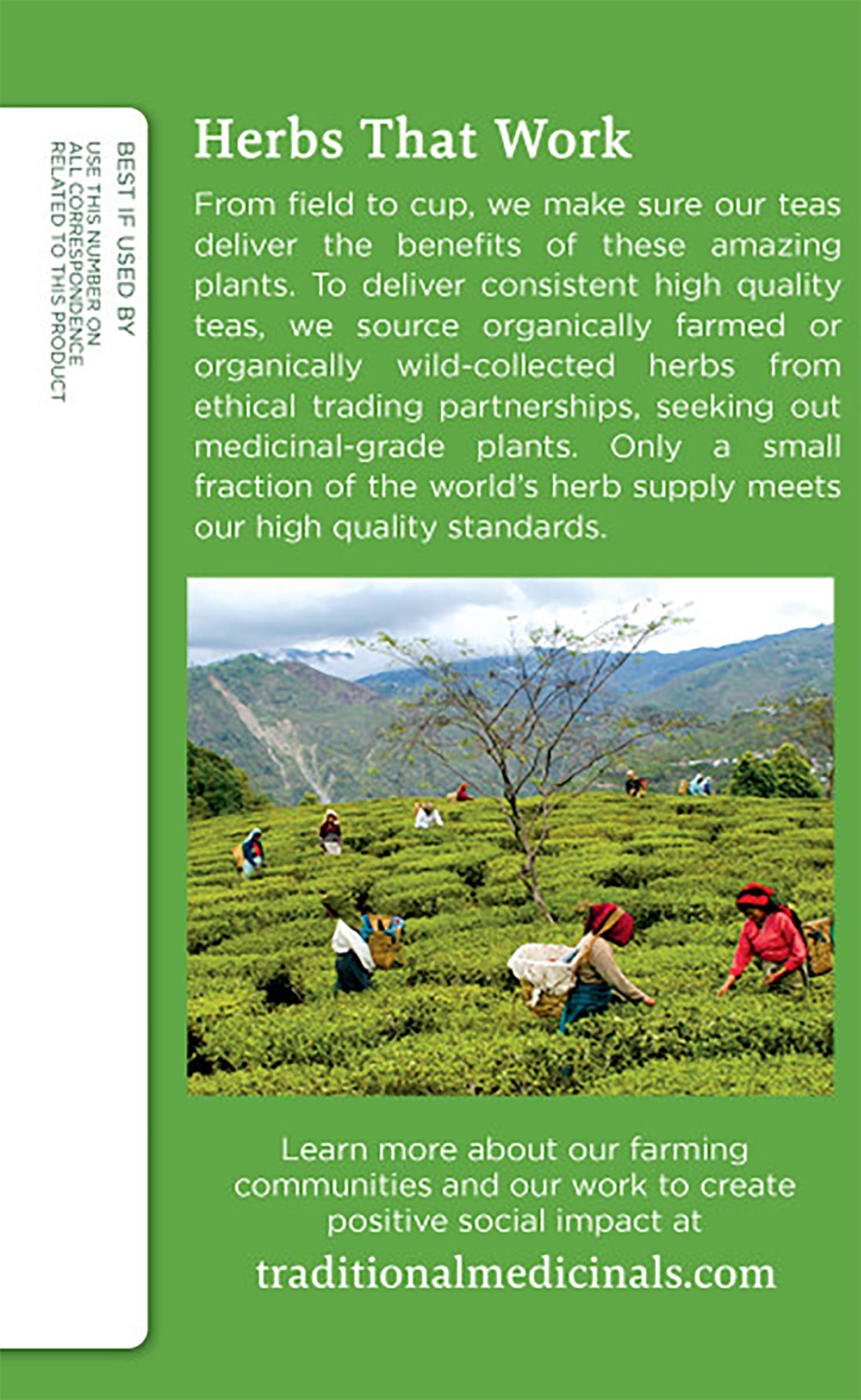 Green tea leaves from Indian Himalaya used by Traditional Medicinals