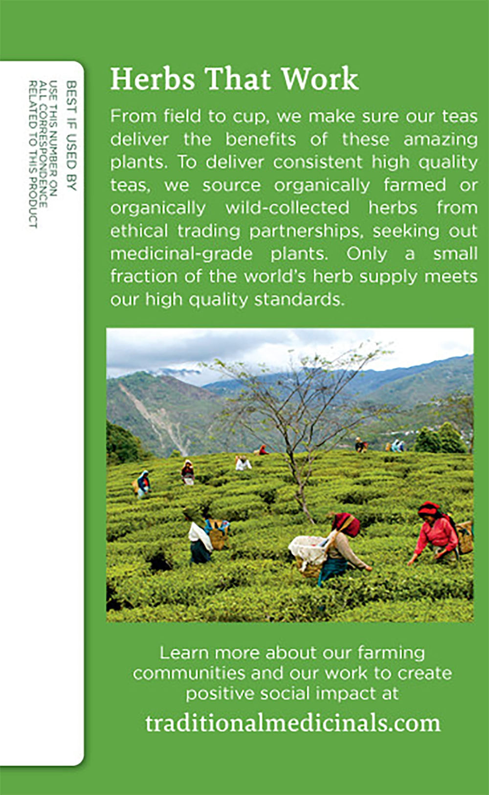 Green tea leaves from Indian Himalaya used by Traditional Medicinals