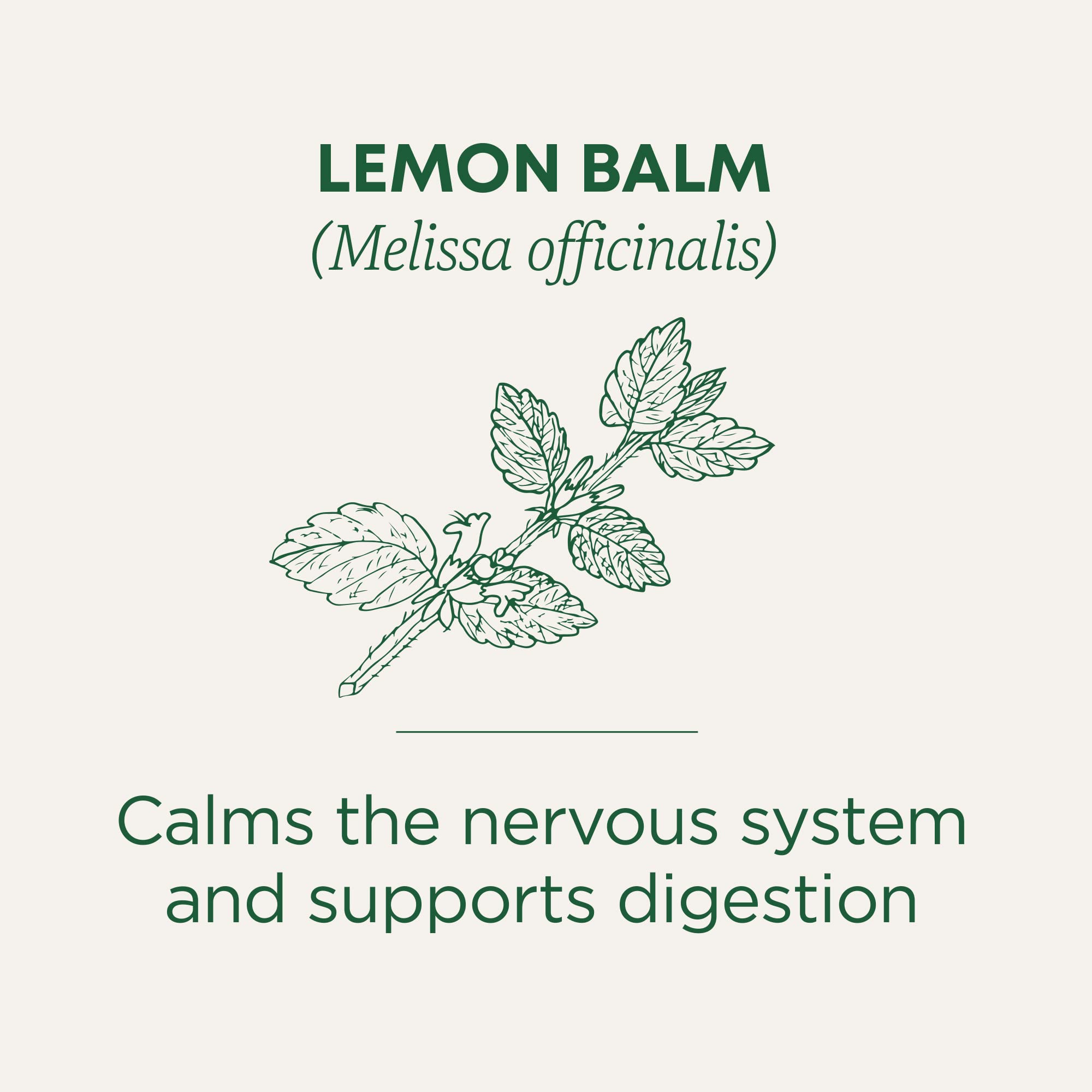 Traditional Medicinals lemon balm leaf close-up emphasizes heritage and caffeine-free tea experience