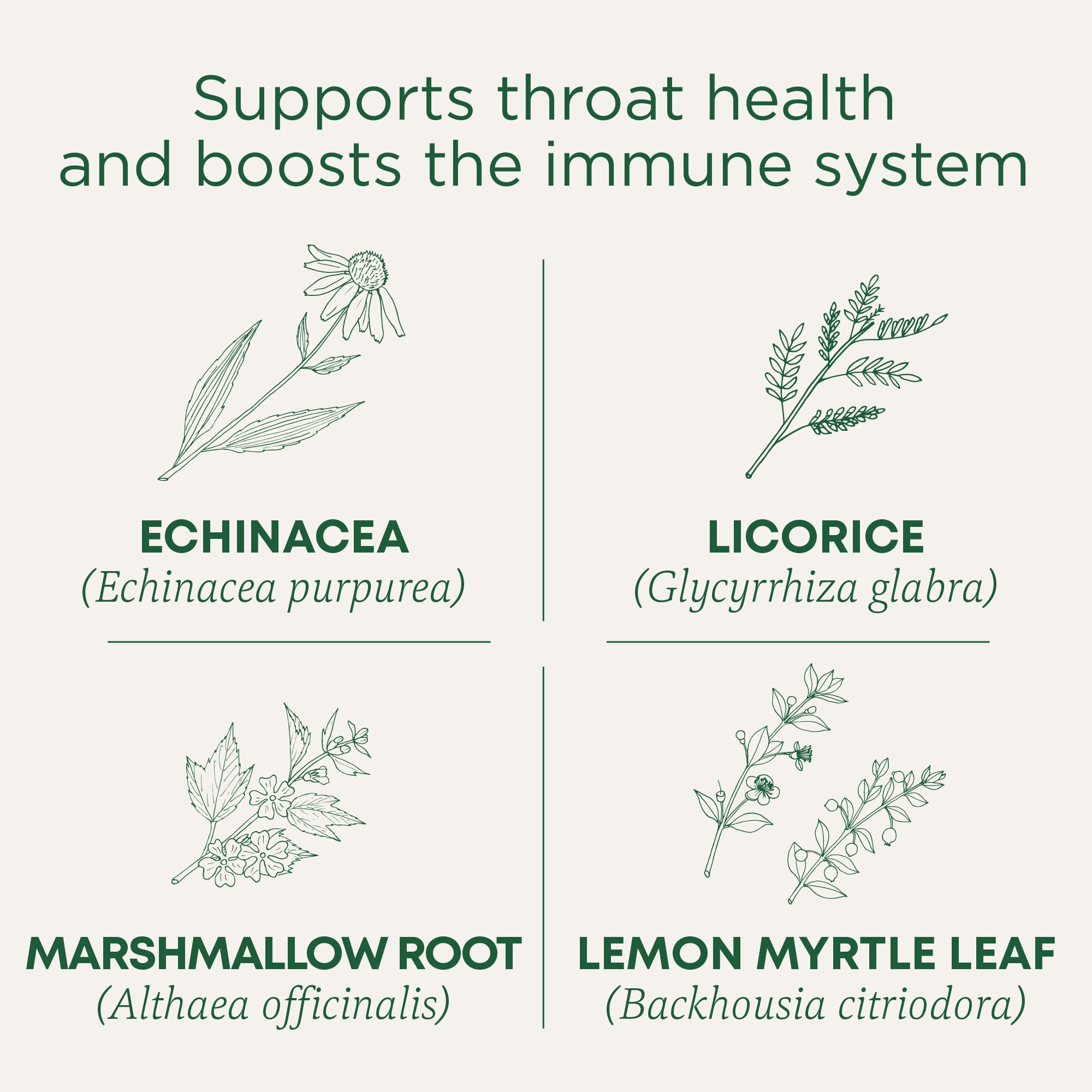 Close-up of Traditional Medicinals Lemon Echinacea Throat Coat tea ingredients with echinacea and marshmallow