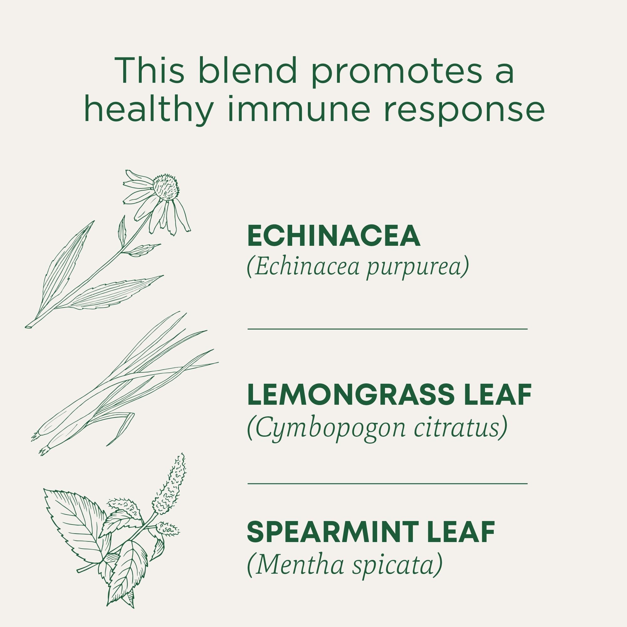 Traditional Medicinals licorice-root tea close-up with warm aroma.