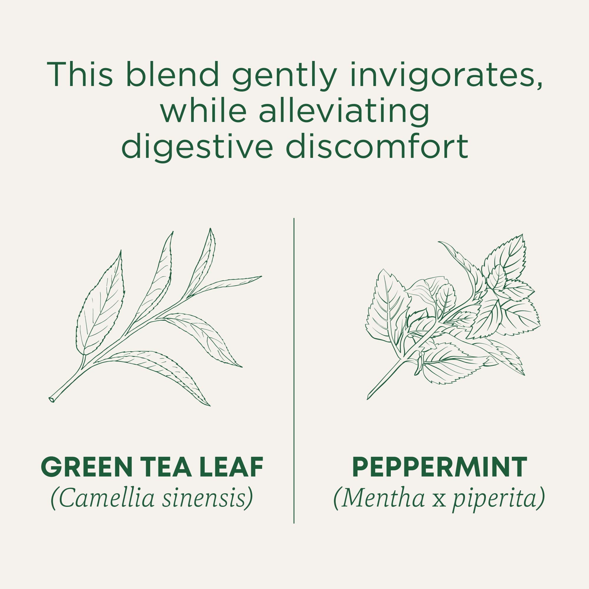 Traditional Medicinals peppermint leaves close-up—aromatic uplifting aroma