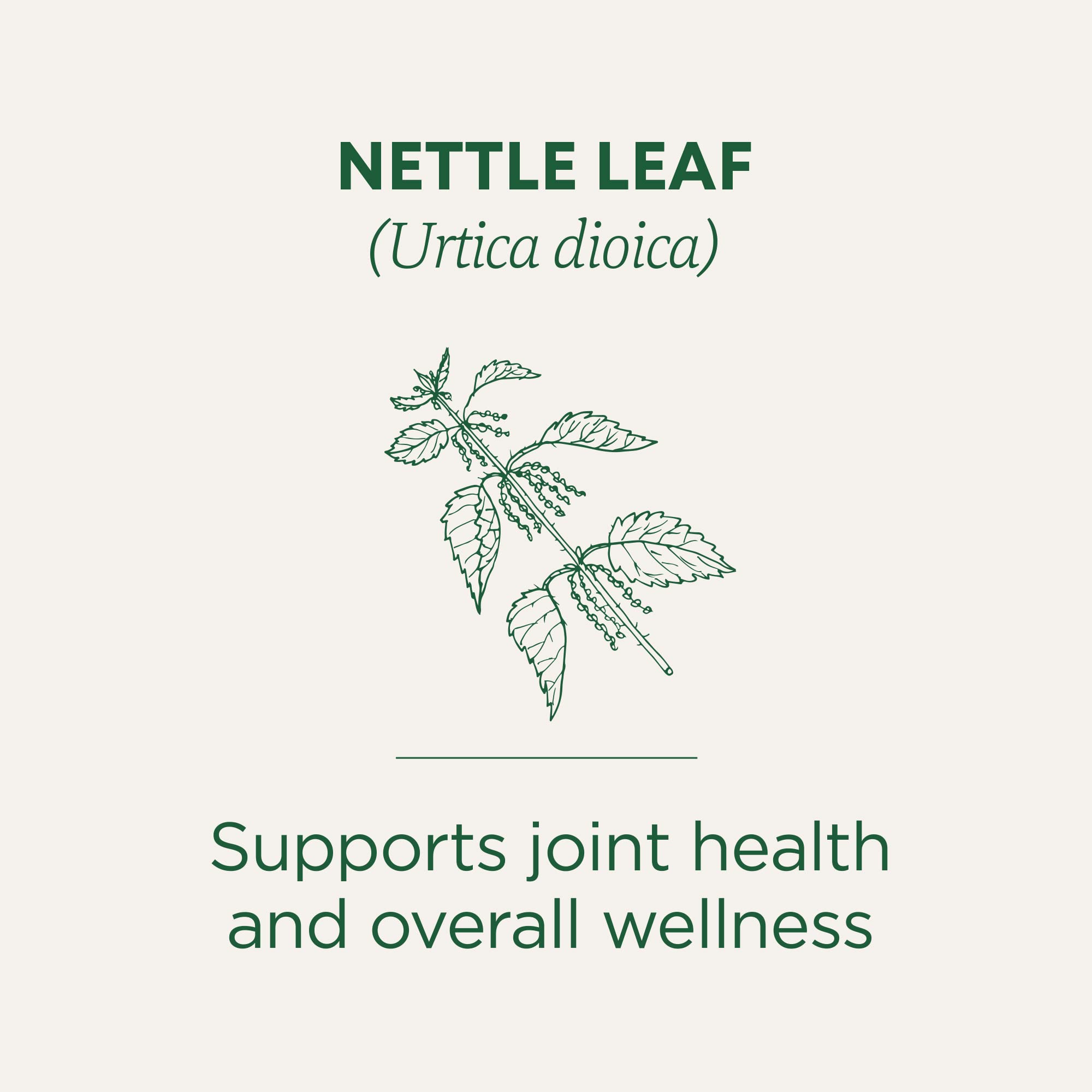 Traditional Medicinals nettle leaves close-up showcasing organic origins and natural wellness potential.