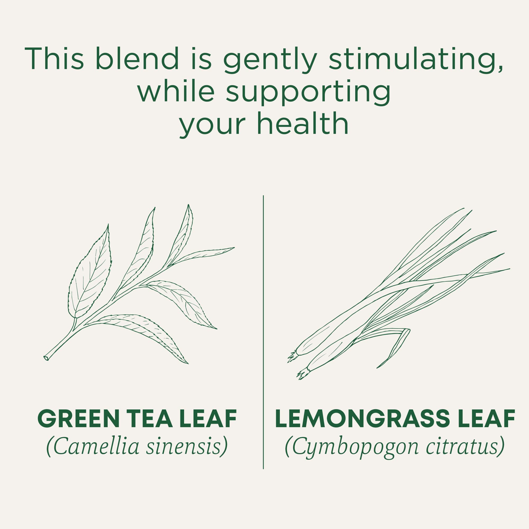 A warm cup of Traditional Medicinals Organic Green Tea Lemongrass during steeping.