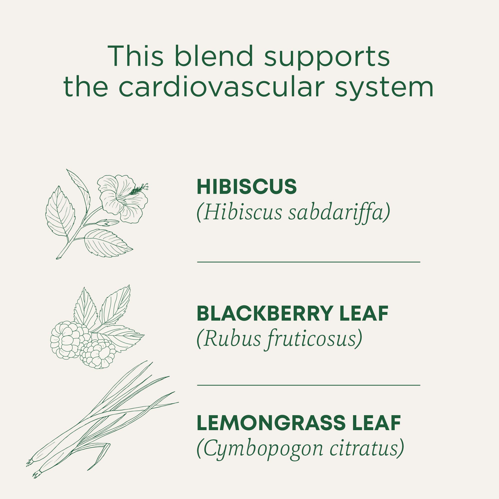 Traditional Medicinals hibiscus tea lemongrass blend aroma and flavor