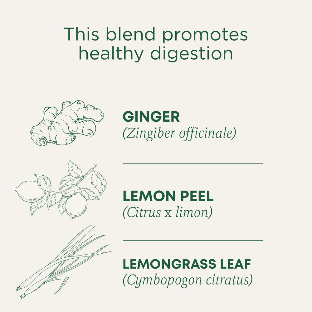 Close-up of Traditional Medicinals Lemon Ginger tea bags and herbal blend.