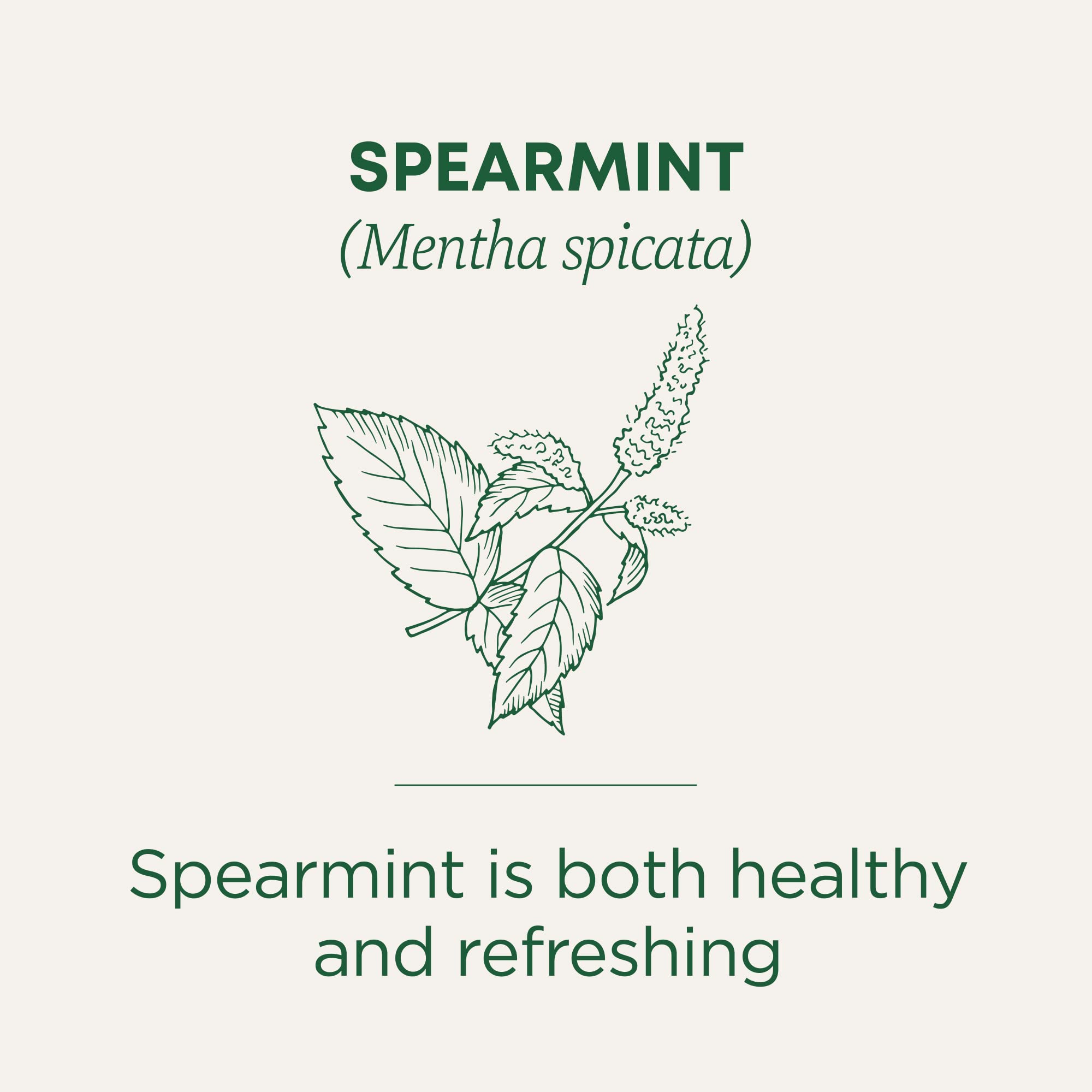 Traditional Medicinals Spearmint Tea cup ready for a soothing sip