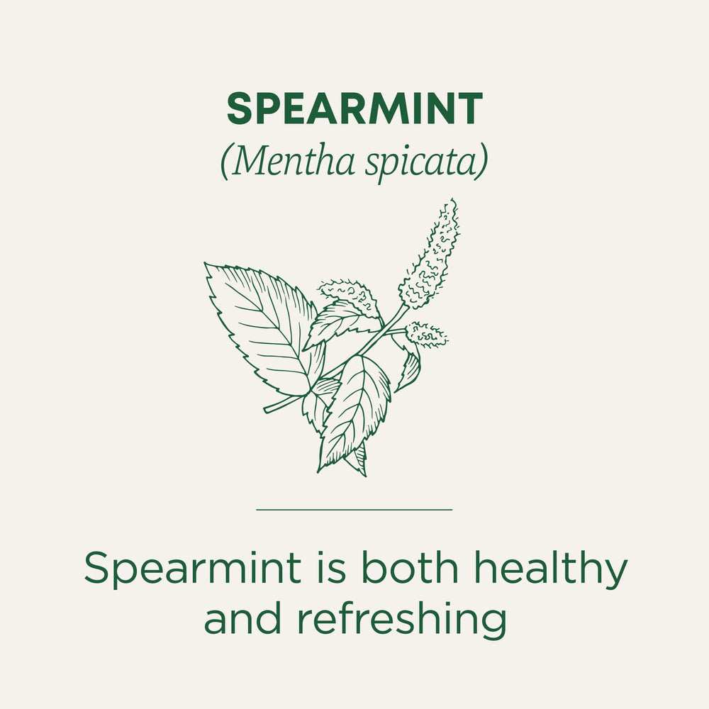Traditional Medicinals Spearmint Tea cup ready for a soothing sip