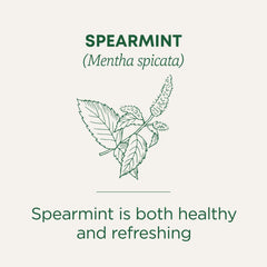 Traditional Medicinals Spearmint Tea cup ready for a soothing sip