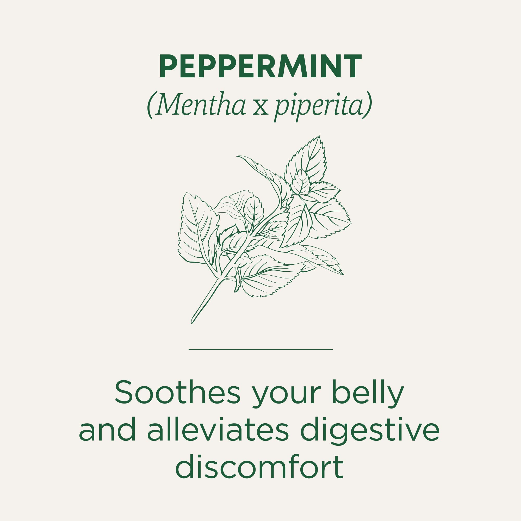 Traditional Medicinals Pacific Northwest origin leaves deliver rich essential oils in every cup.