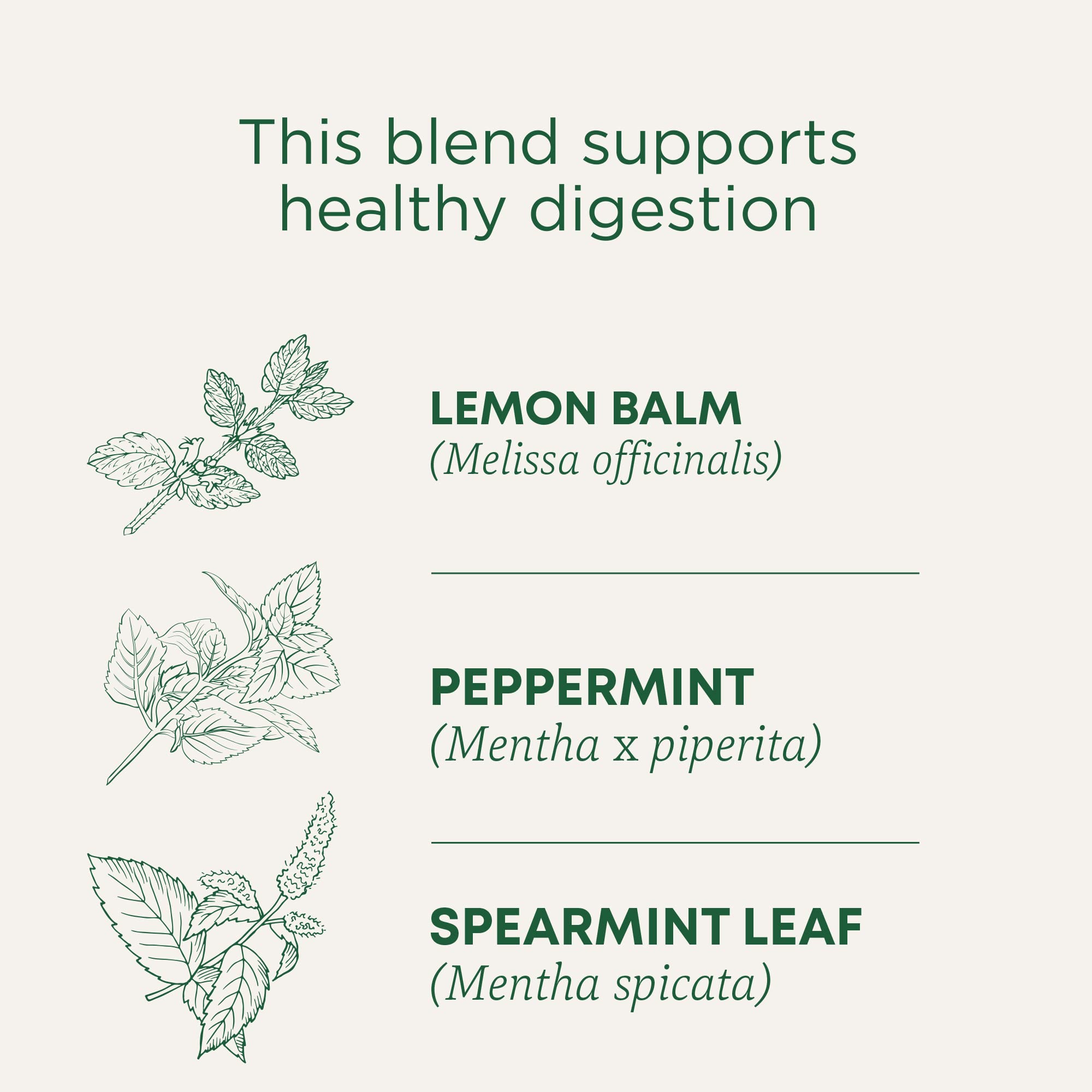 Traditional Medicinals Peppermint Delight Tea cup steaming, caffeine-free option for relaxed evenings