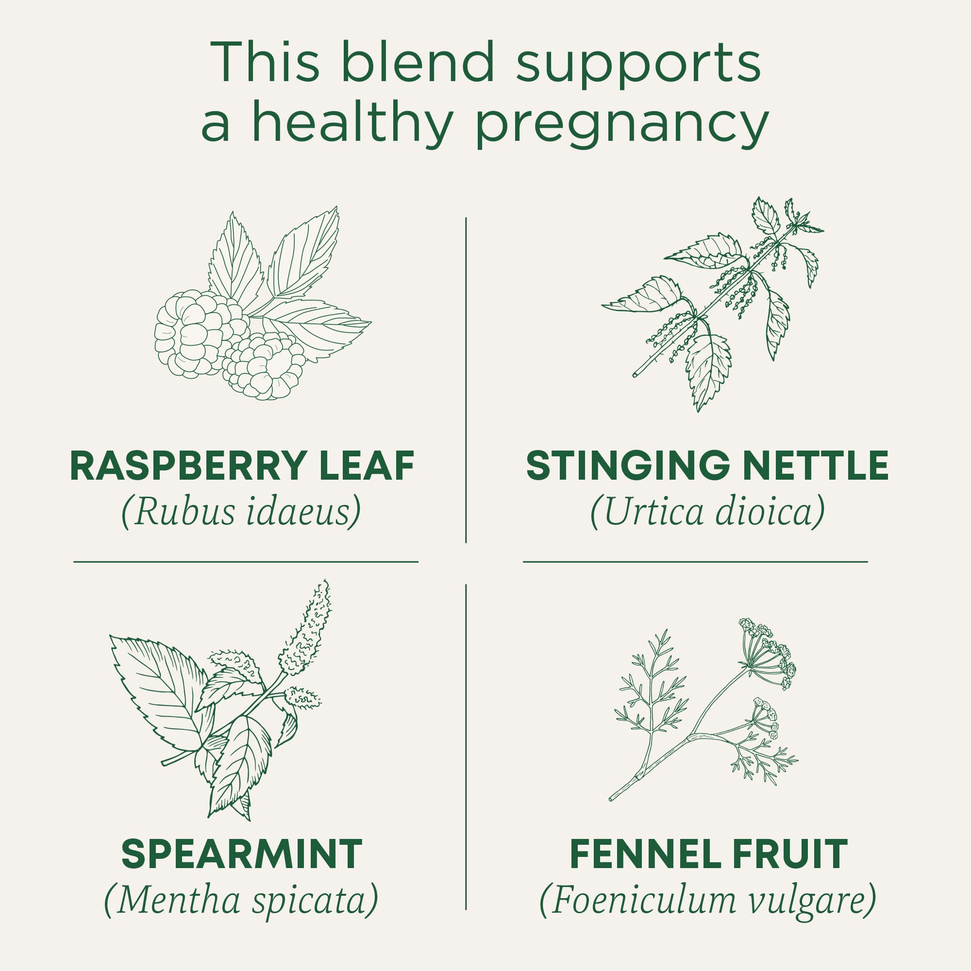 Traditional Medicinals raspberry leaf leaves close-up for soothing tea ritual.