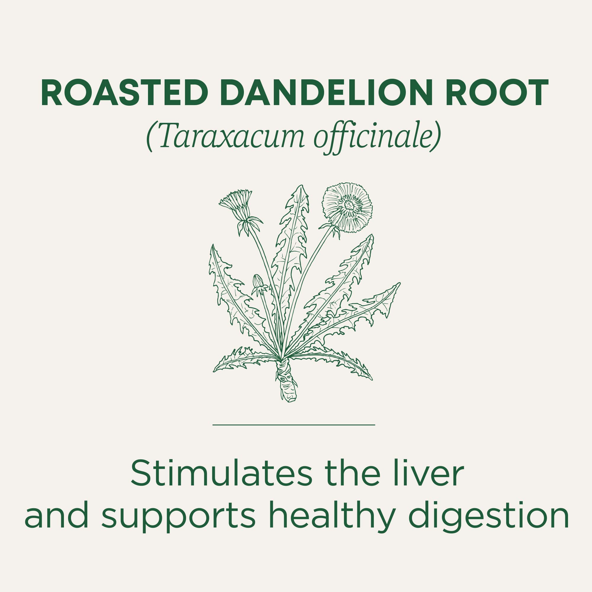 Traditional Medicinals roasted dandelion roots close-up, ideal for daily detox-style sipping.